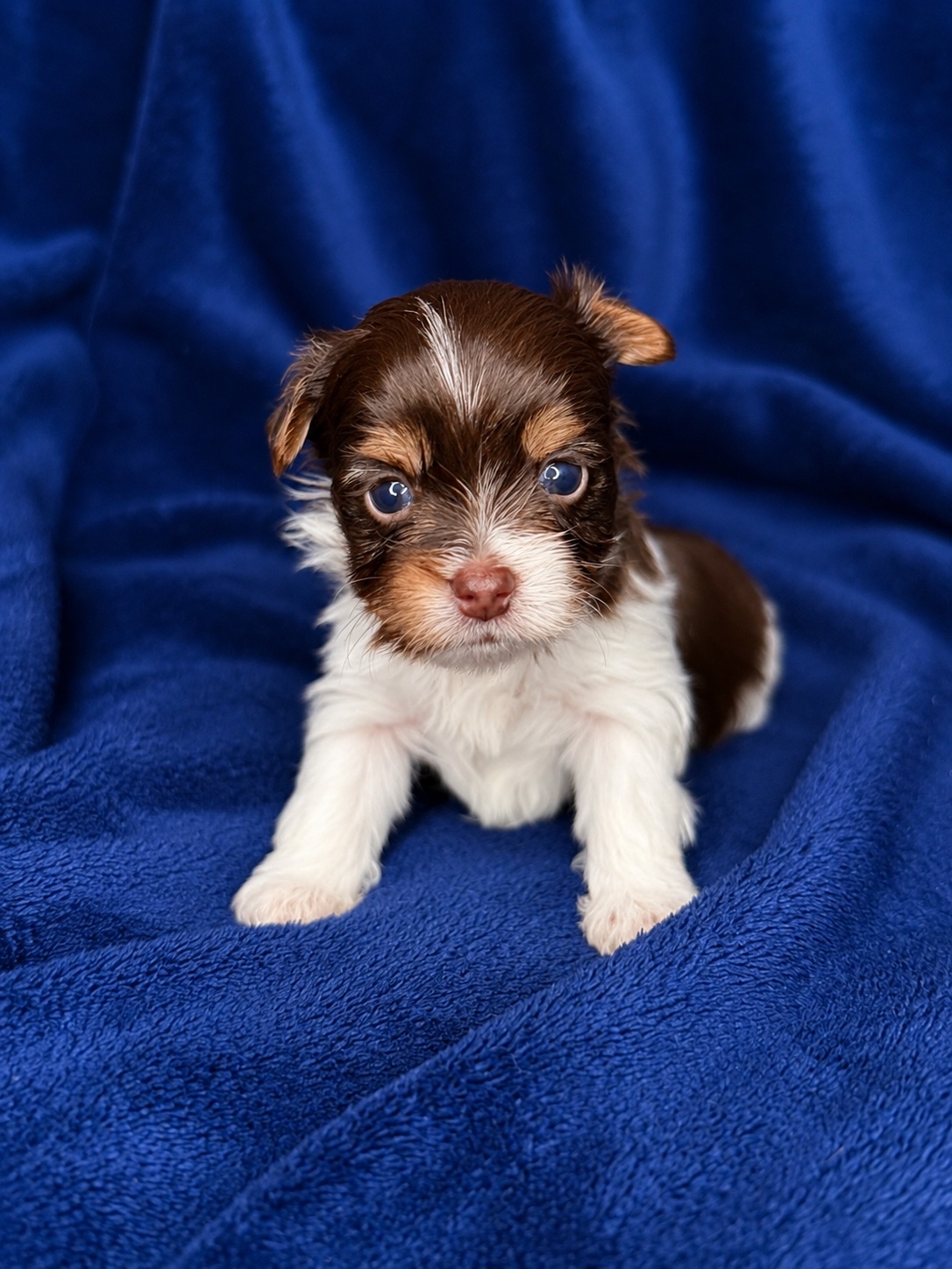 Freddie, brown & white parti Yorkshire Terrier puppy — photo 6 of 12