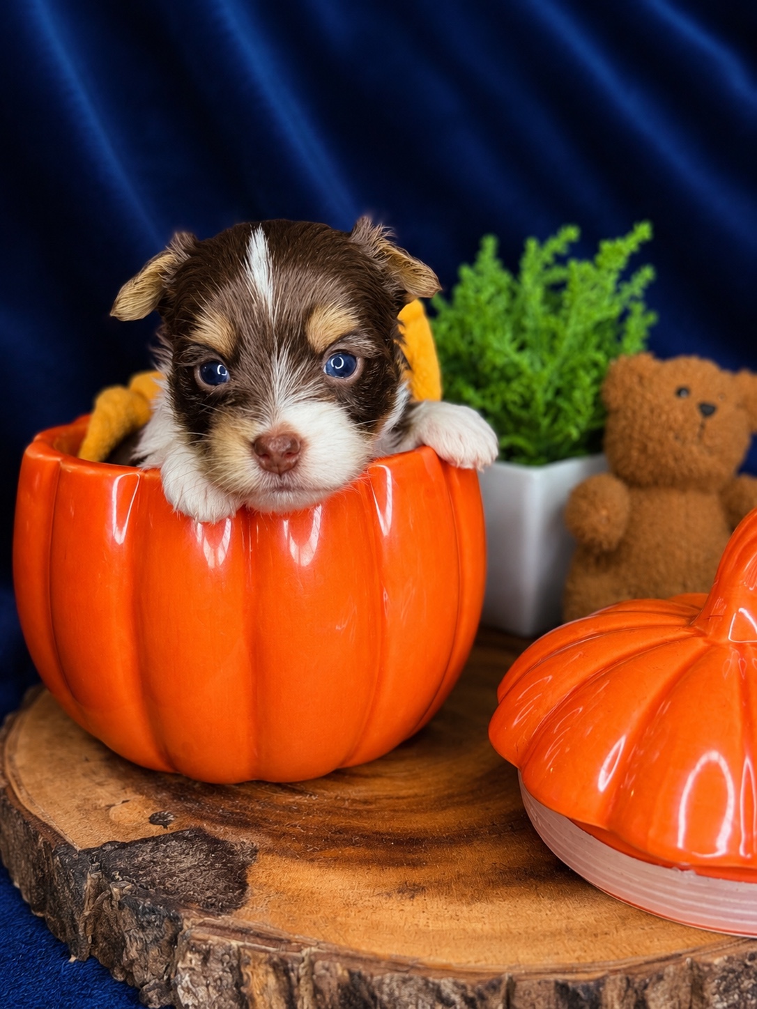 Freddie, brown & white parti Yorkshire Terrier puppy — photo 4 of 12