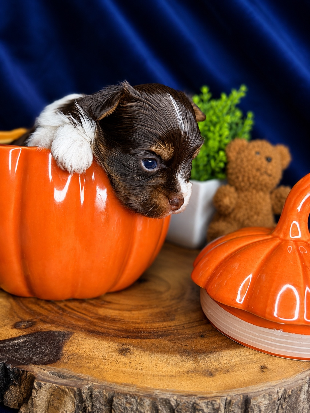 Freddie, brown & white parti Yorkshire Terrier puppy — photo 5 of 12