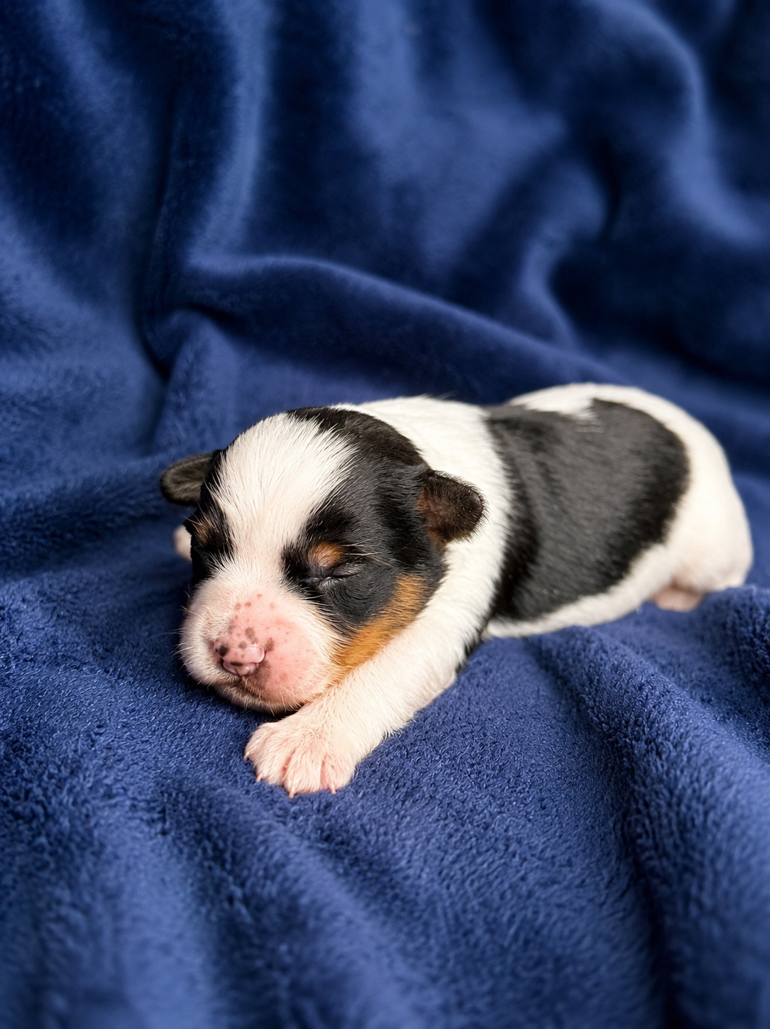 Lucky, black, white & tan parti Yorkshire Terrier puppy — photo 6 of 13