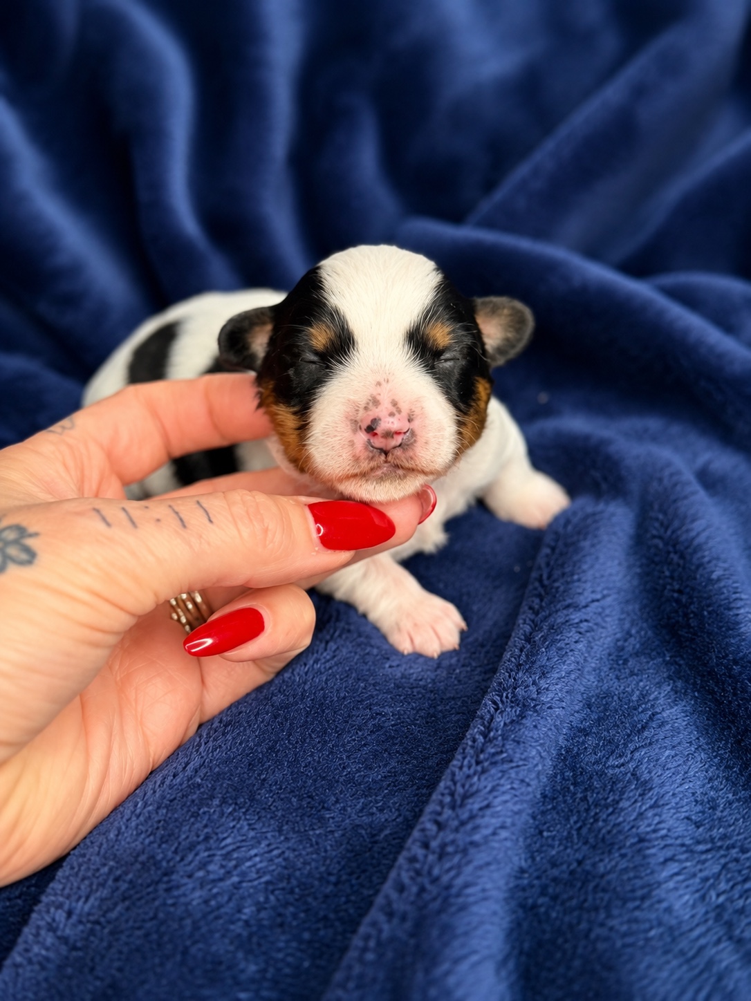 Lucky, black, white & tan parti Yorkshire Terrier puppy — photo 7 of 13