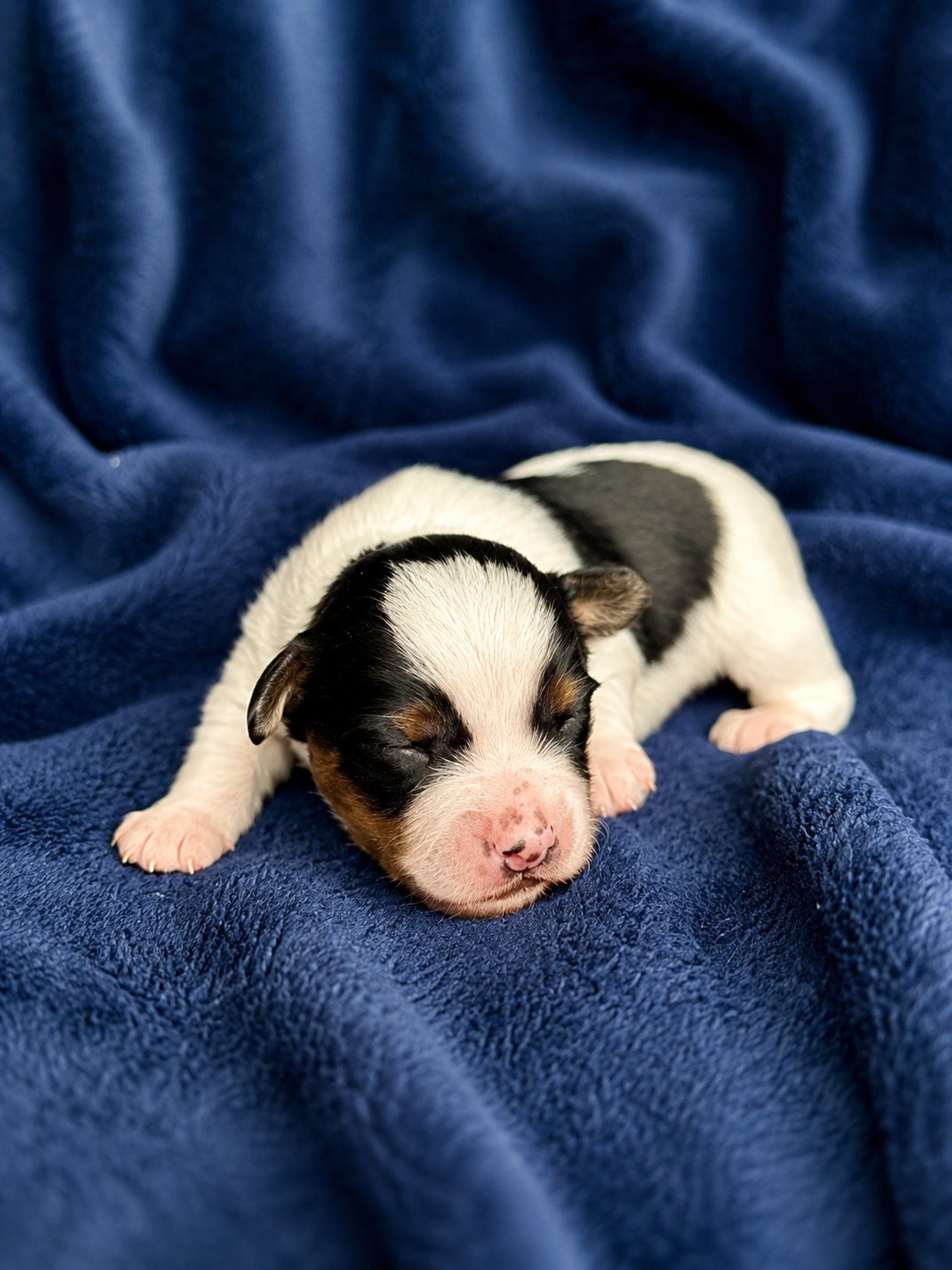 Lucky, black, white & tan parti Yorkshire Terrier puppy — photo 12 of 13