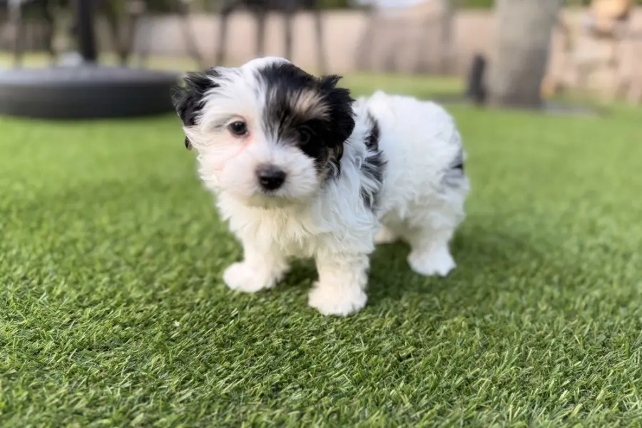 A black-and-white parti Yorkie puppy from Penny and Puffer's previous litter standing outdoors