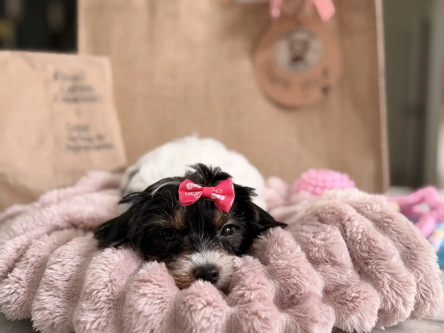 A black-and-white Yorkie puppy from Penny and Puffer's previous litter resting on a pink blanket