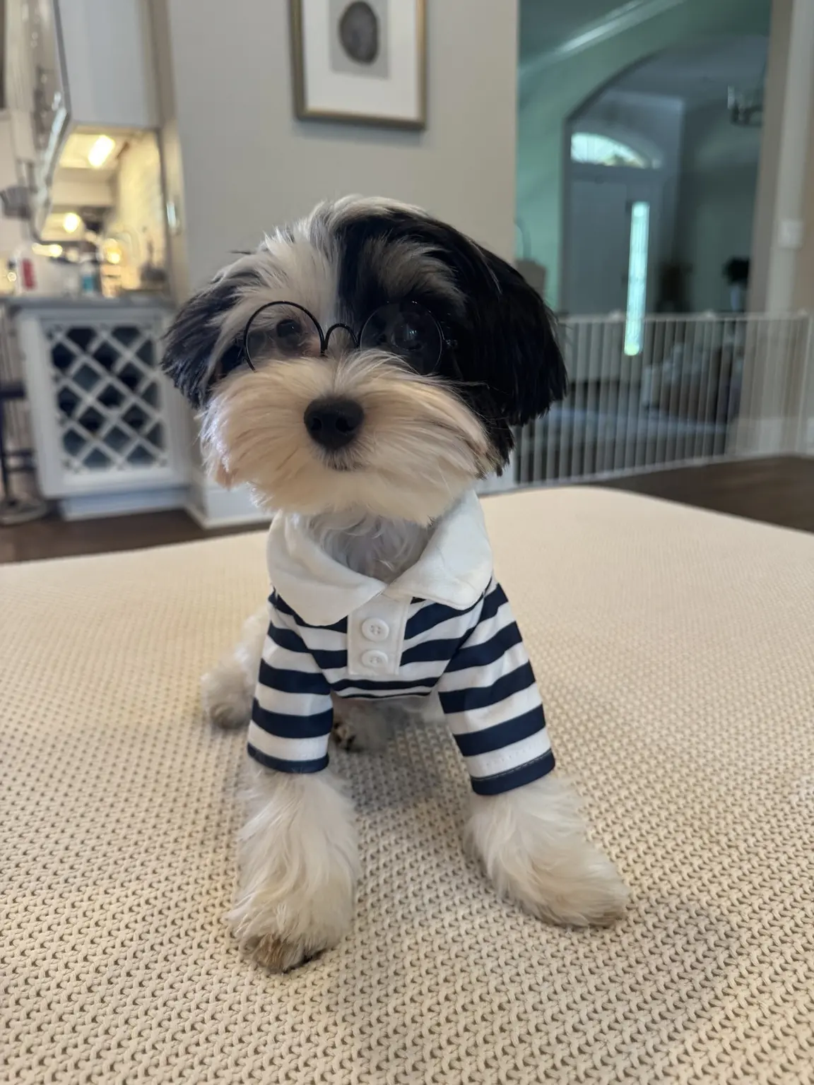 A black-and-white Yorkie from Penny and Puffer's previous litter wearing round glasses and a striped shirt