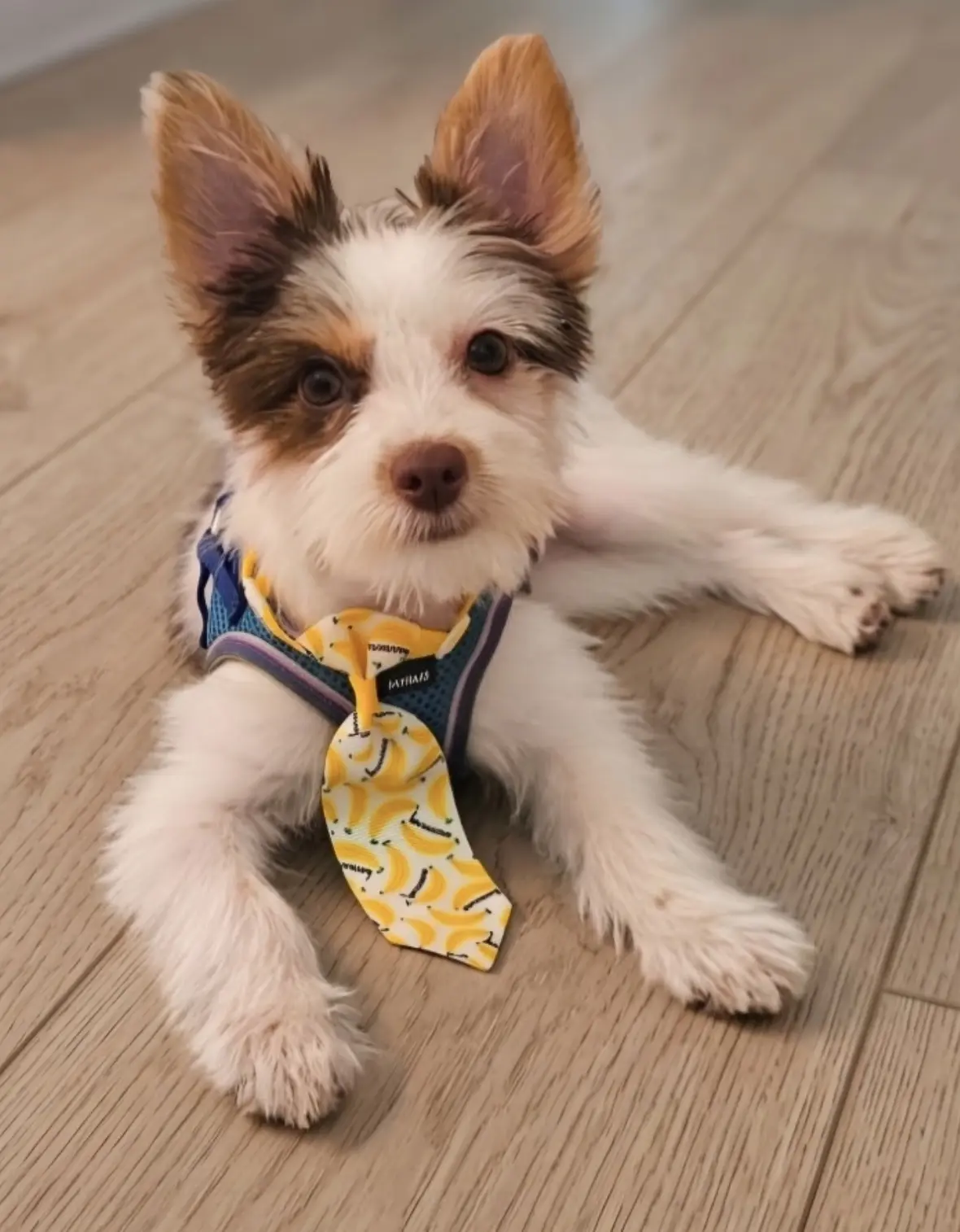 A chocolate, tan, and white parti Yorkie from Penny and Puffer's previous litter wearing a banana-print tie