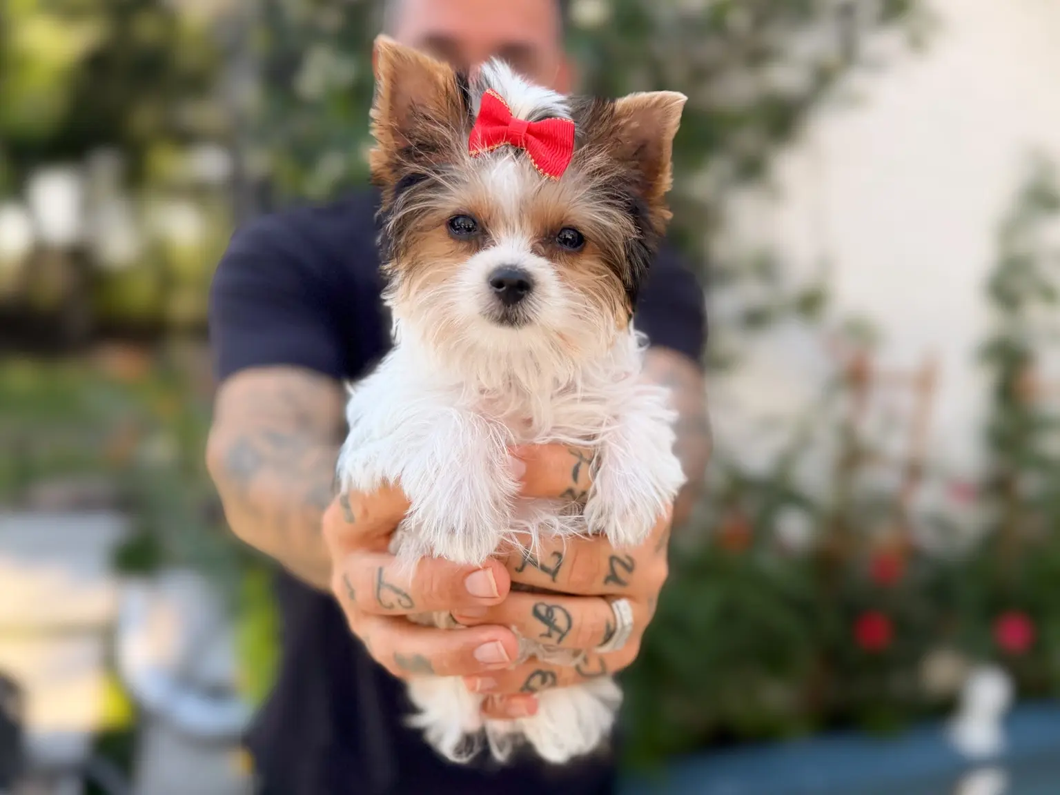 A tricolor parti Yorkie from Penny and Puffer's previous litter wearing a red bow