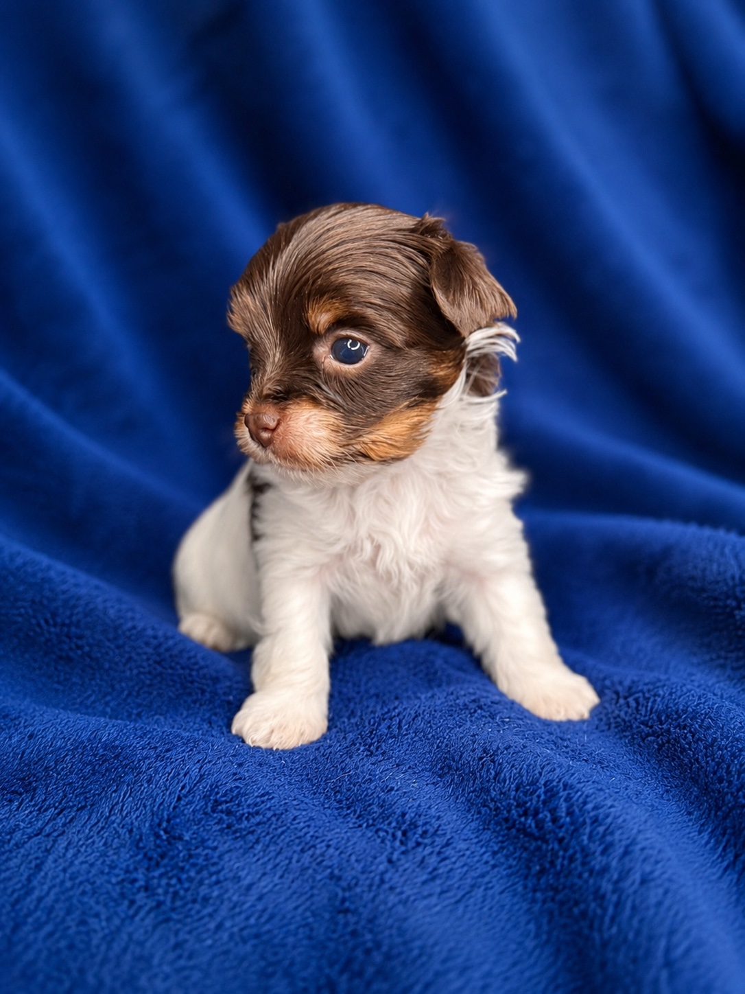 Pumpkin, brown & white parti Yorkshire Terrier puppy — photo 7 of 14