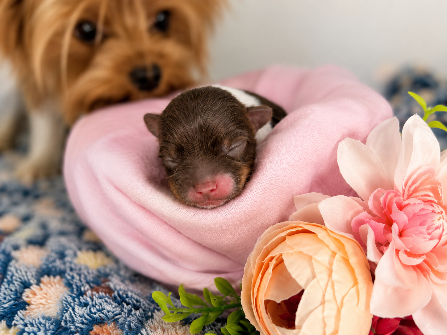 Pumpkin, brown & white parti Yorkshire Terrier puppy — photo 13 of 14