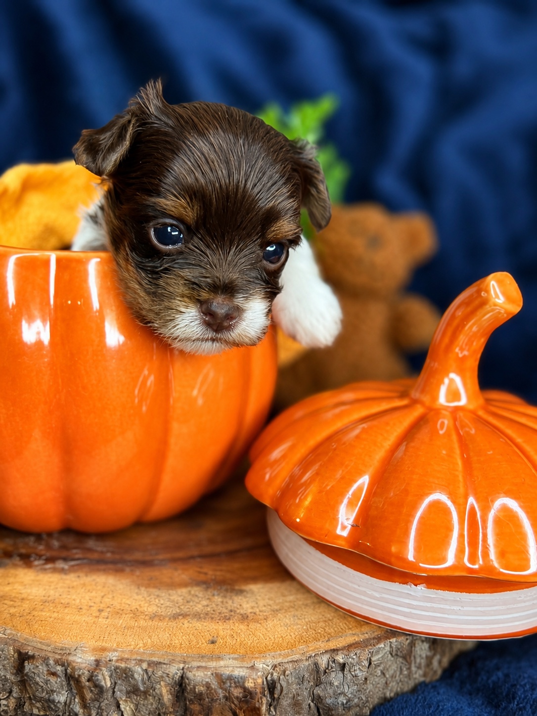 Pumpkin, brown & white parti Yorkshire Terrier puppy — photo 5 of 14