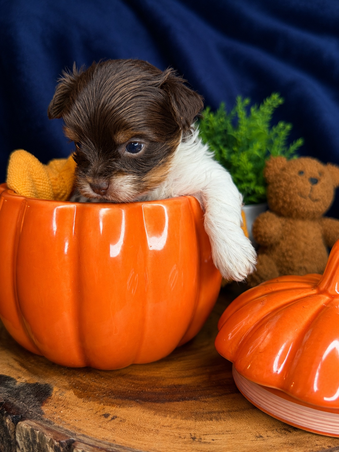 Pumpkin, brown & white parti Yorkshire Terrier puppy — photo 6 of 14