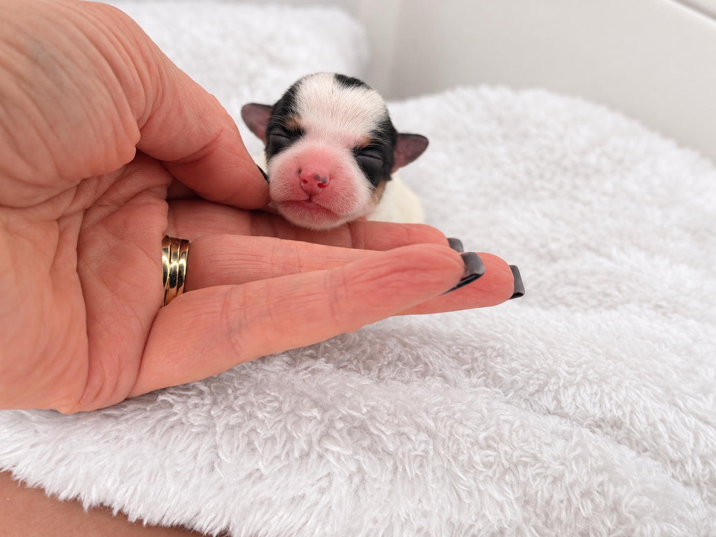 Darwin, tricolored parti yorkie Yorkshire Terrier puppy — photo 6 of 6