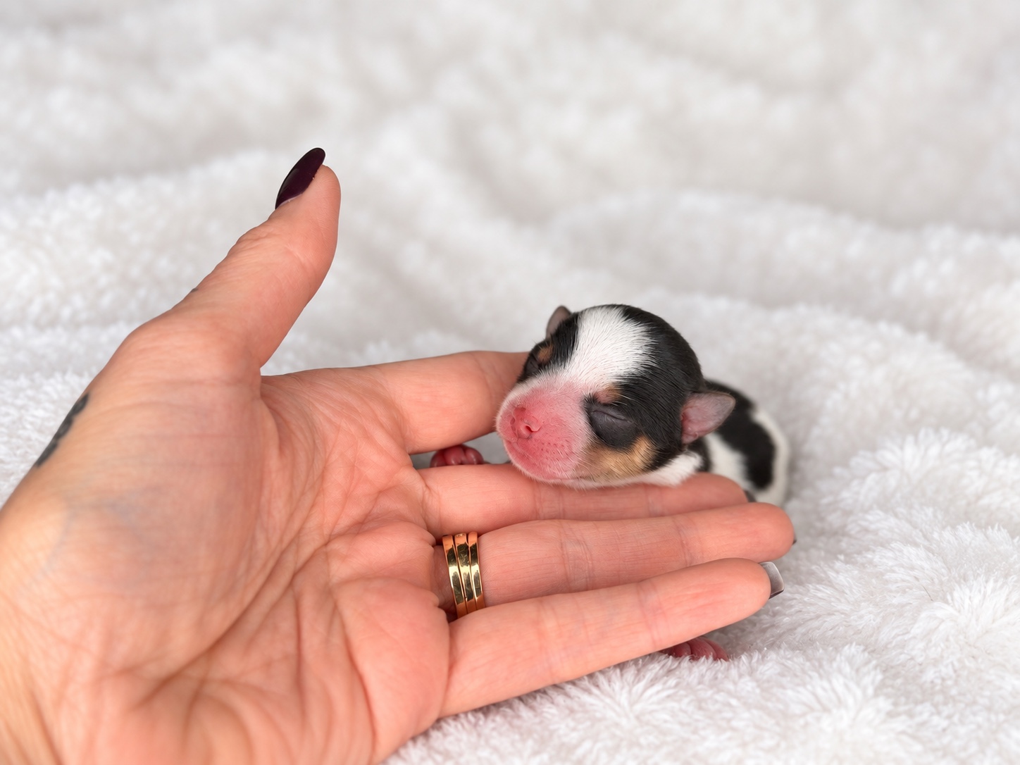 Darwin, tricolored parti yorkie Yorkshire Terrier puppy — photo 5 of 6