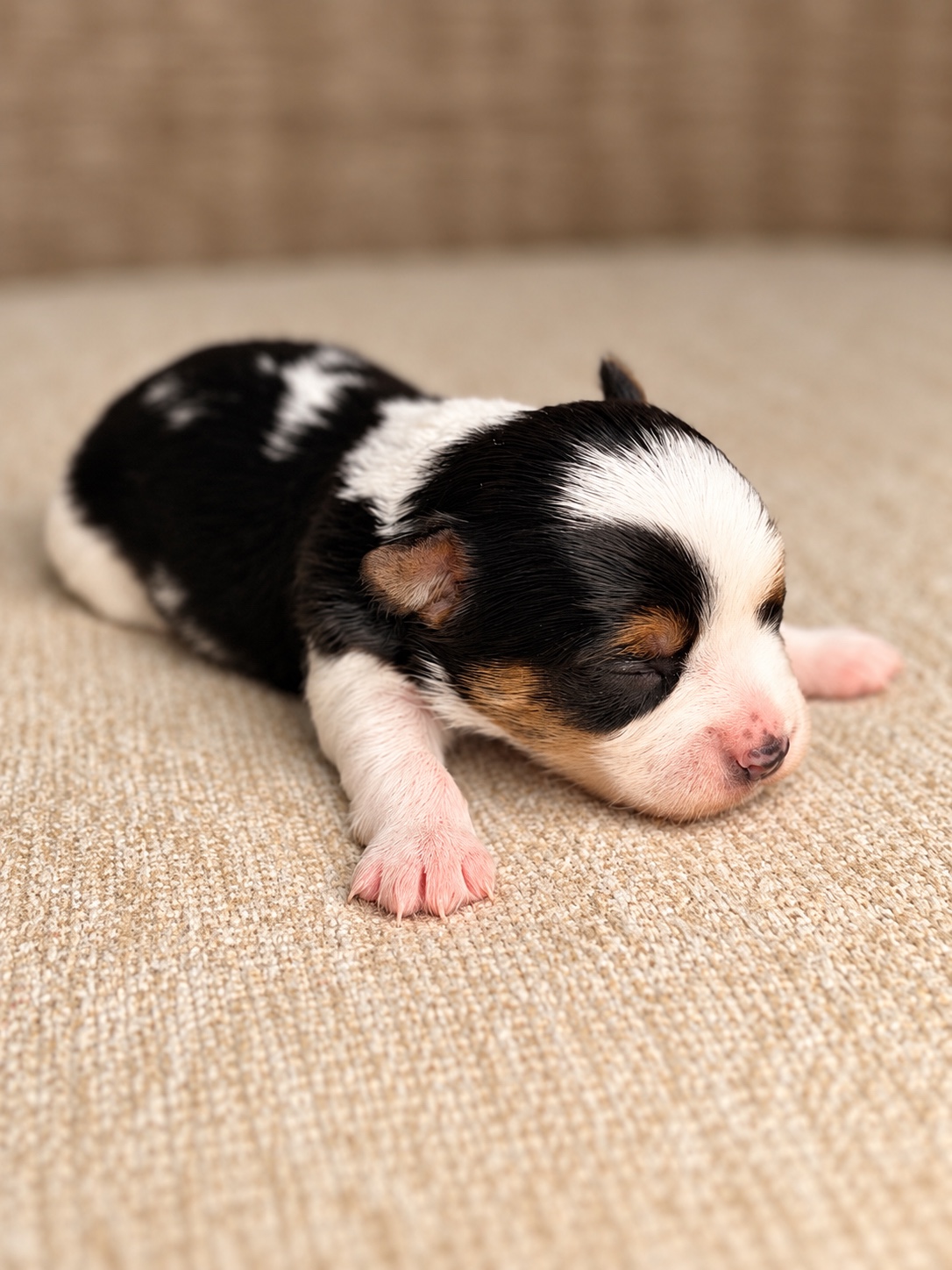 Darwin, tricolored parti yorkie Yorkshire Terrier puppy — photo 3 of 6