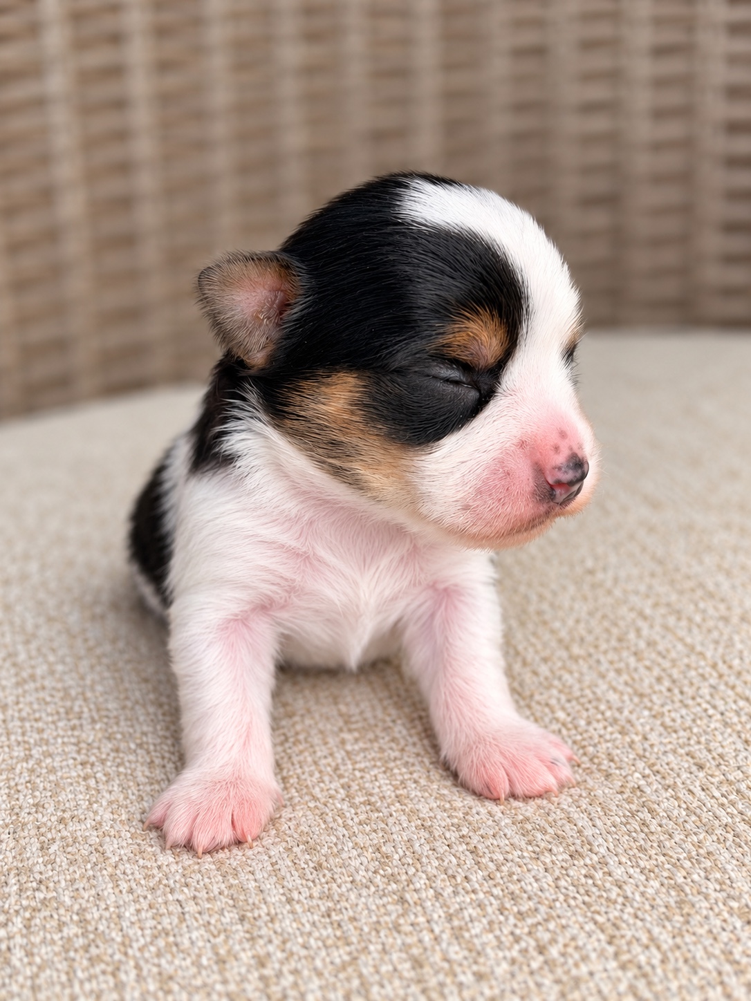 Darwin, tricolored parti yorkie Yorkshire Terrier puppy — photo 2 of 6