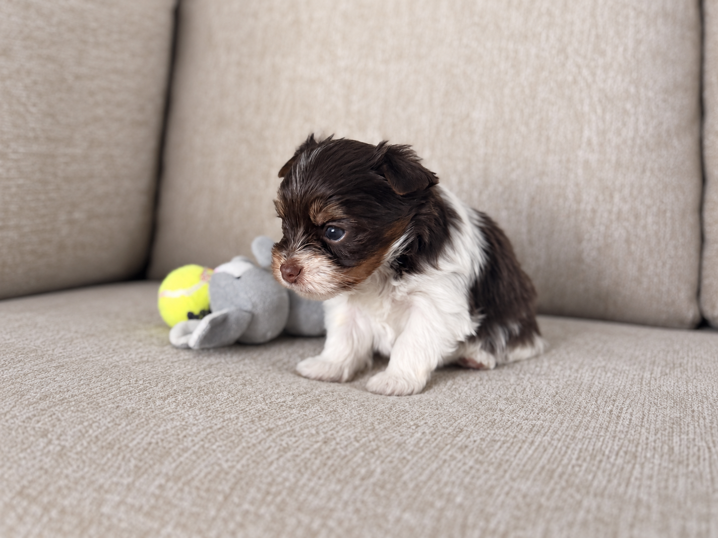 Freddie, brown & white parti Yorkshire Terrier puppy — photo 3 of 12