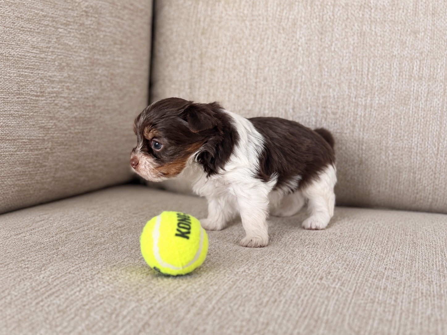Freddie, brown & white parti Yorkshire Terrier puppy — photo 2 of 12