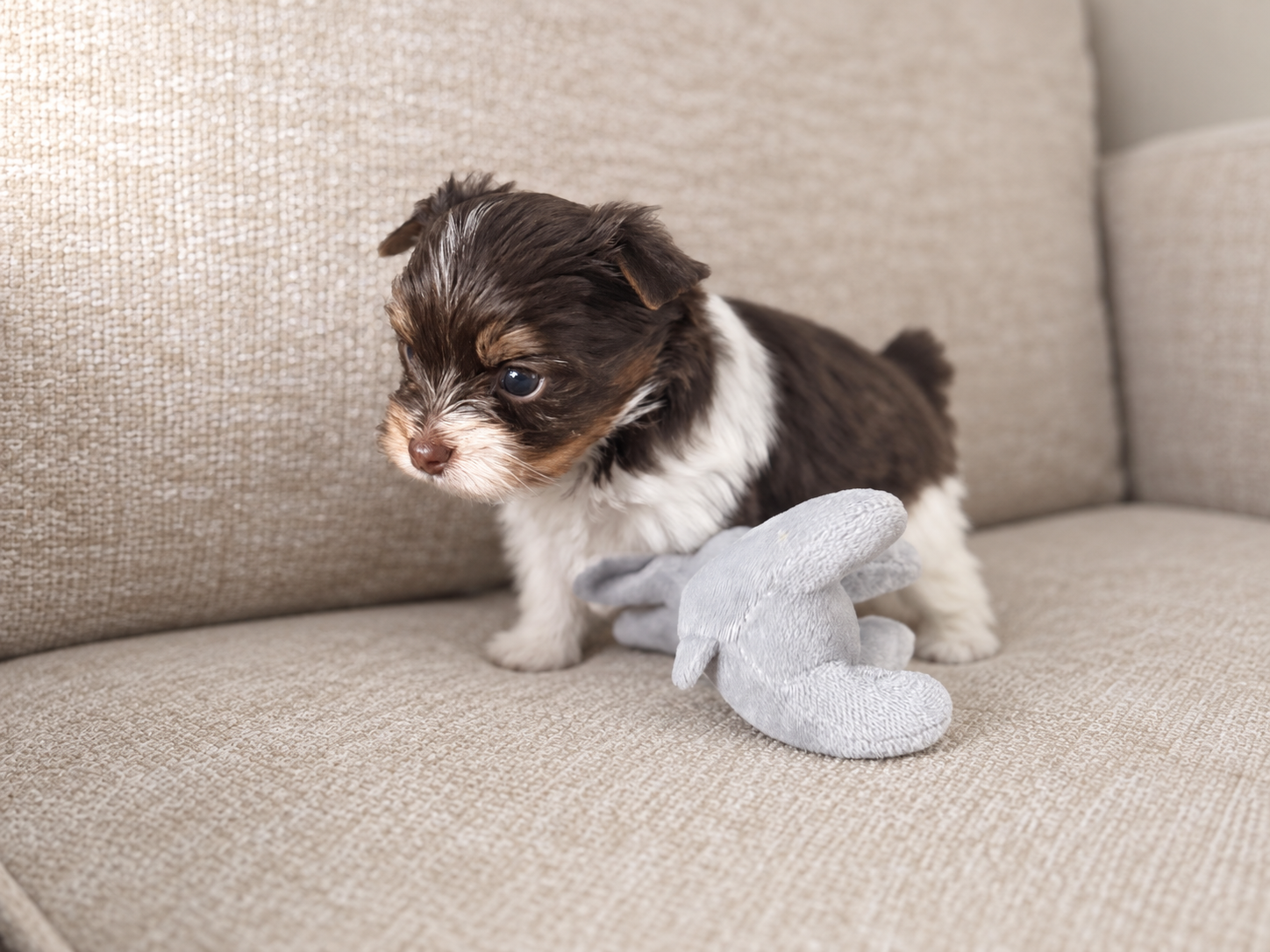 Freddie, a brown & white parti Yorkshire Terrier puppy