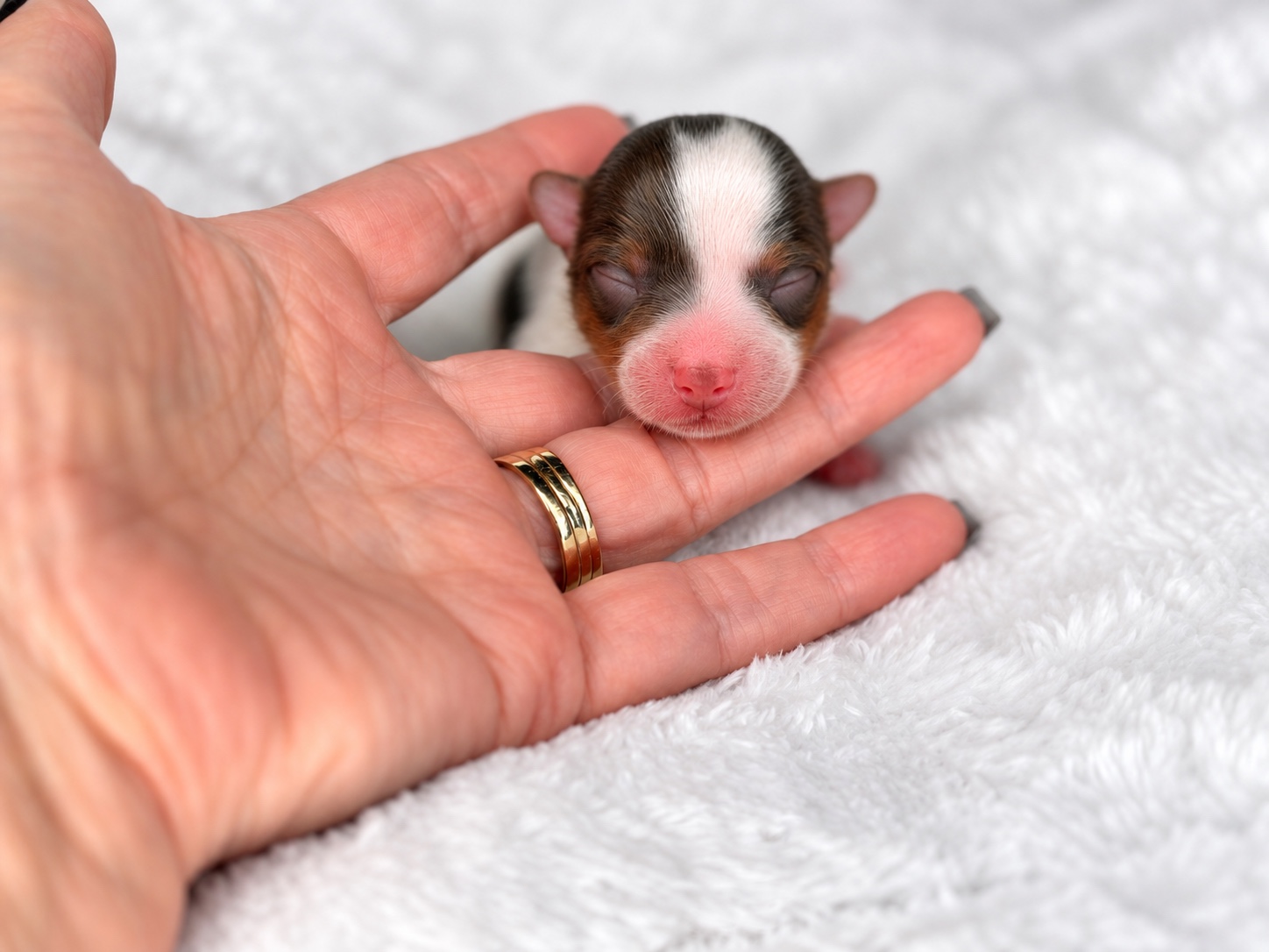Jasper, chocolate parti yorkie Yorkshire Terrier puppy — photo 3 of 4