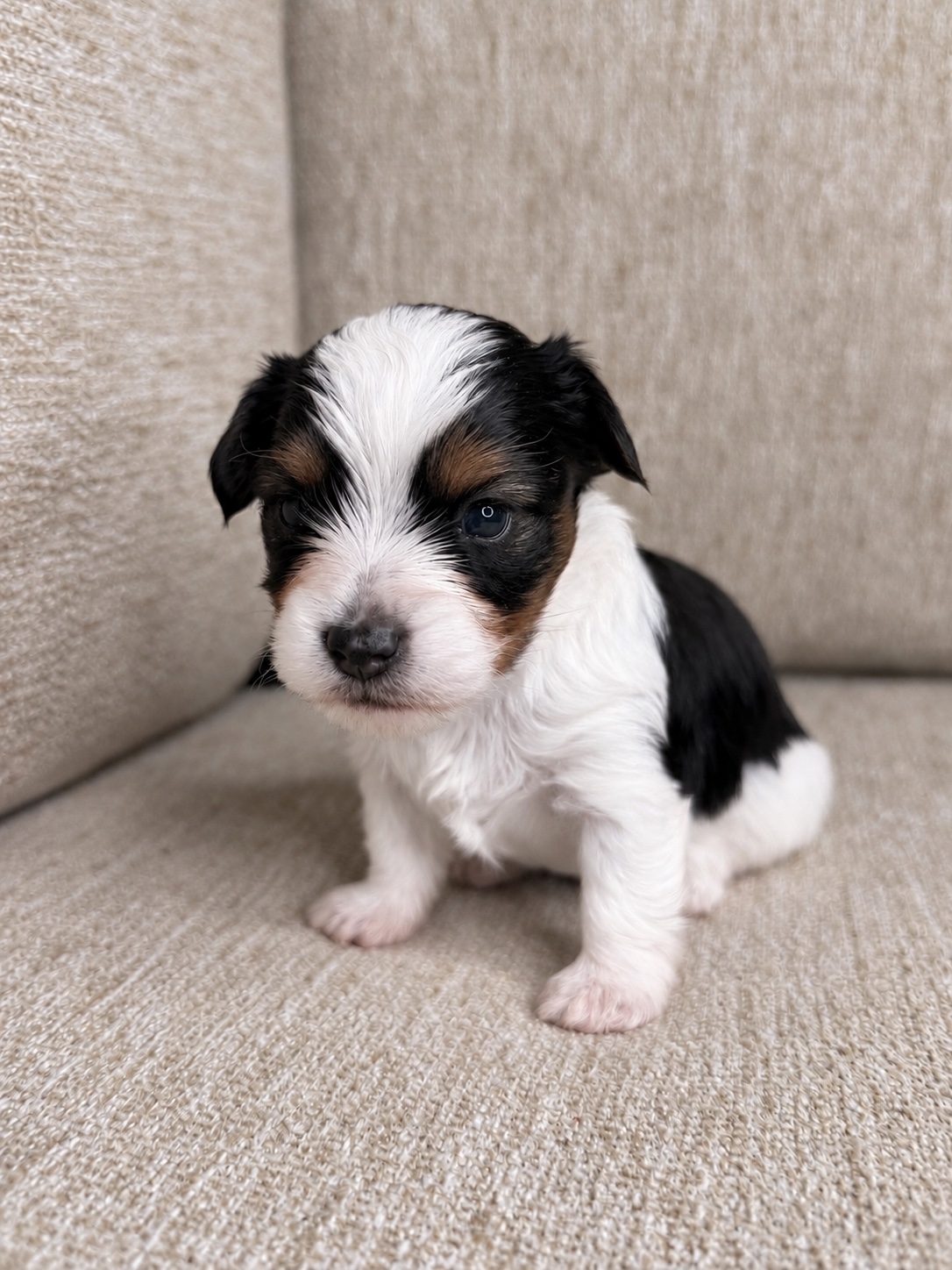 Lucky, black, white & tan parti Yorkshire Terrier puppy — photo 15 of 25