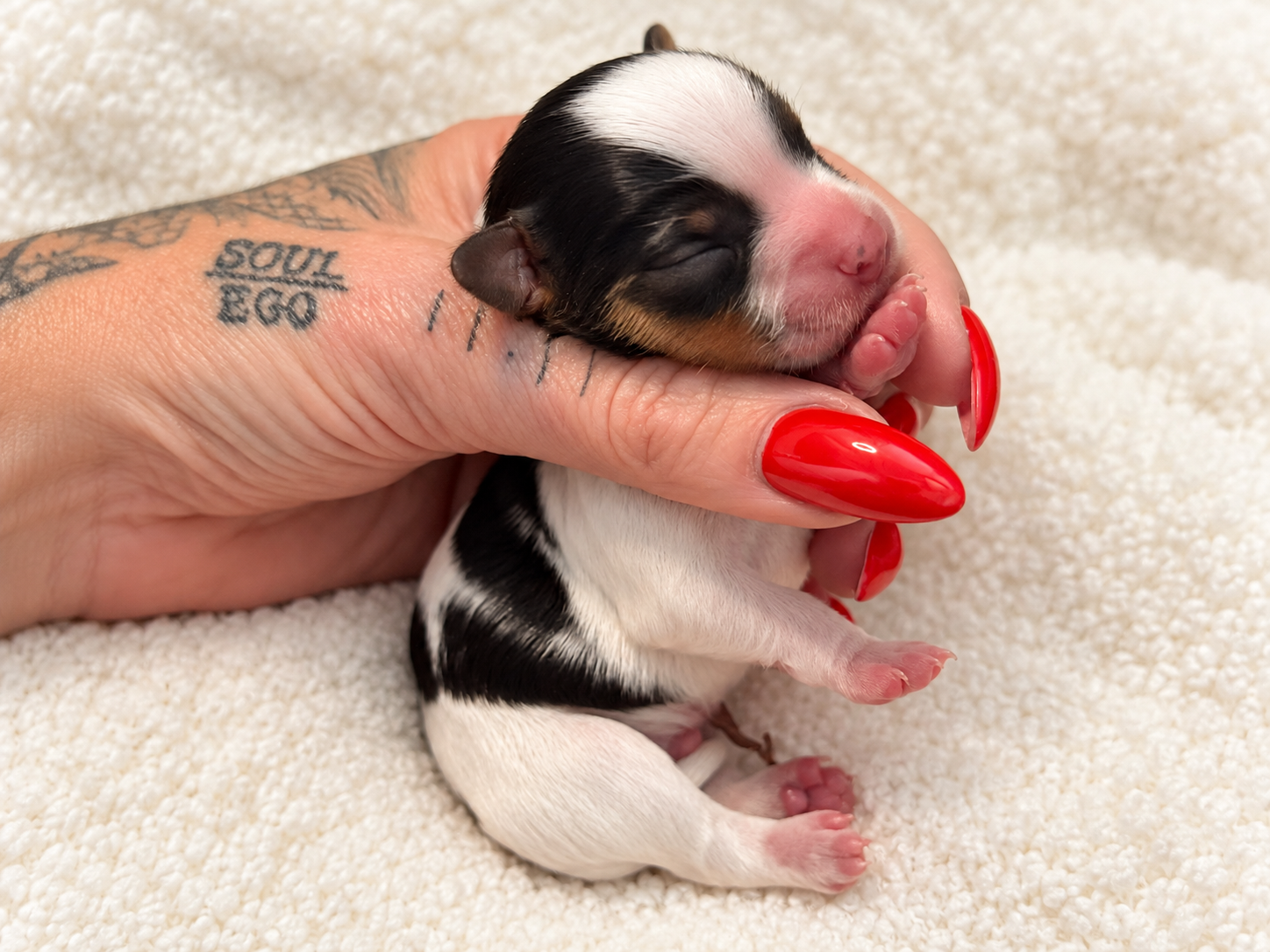 Lucky, black, white & tan parti Yorkshire Terrier puppy — photo 4 of 13
