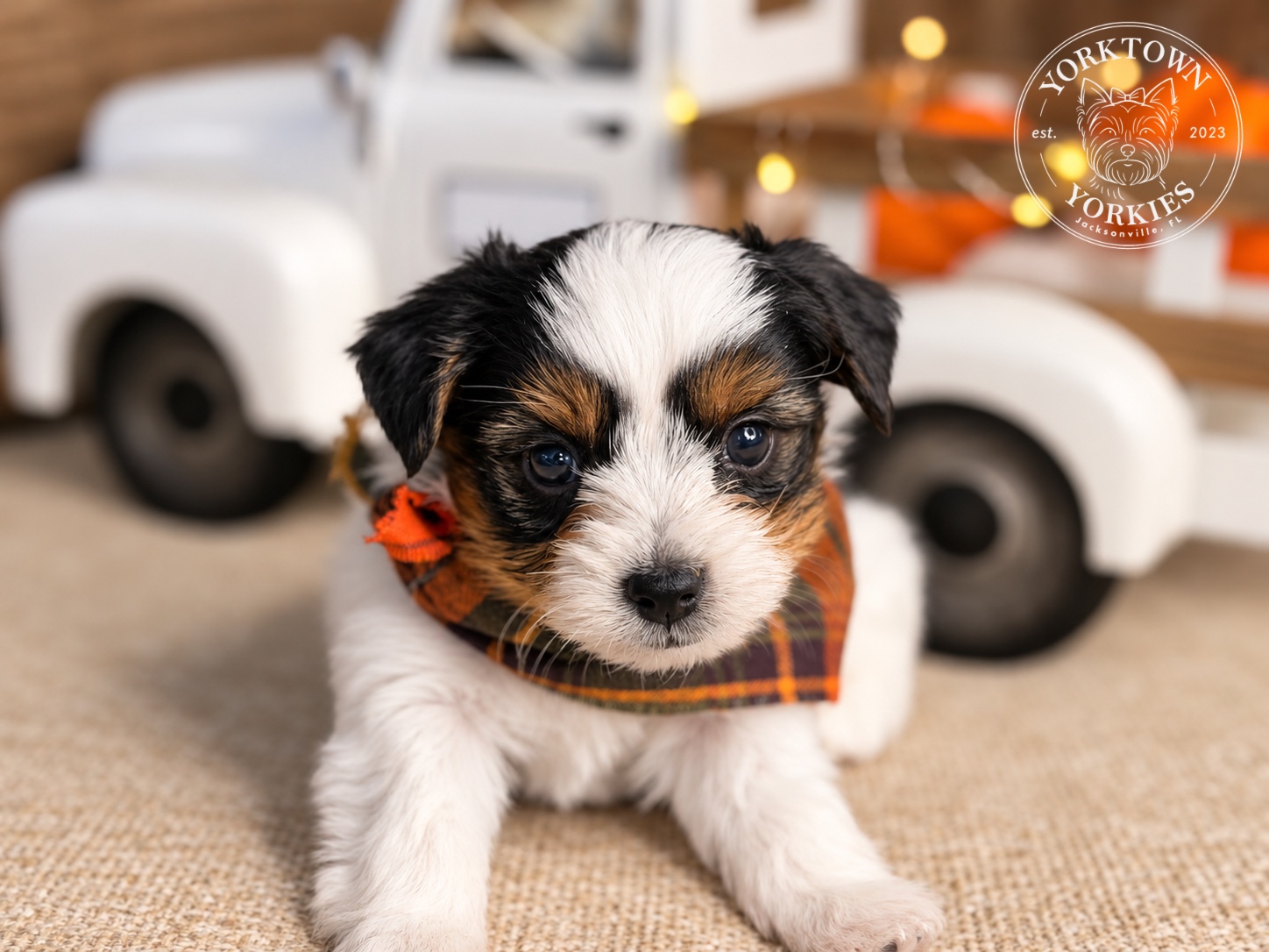 Lucky, black, white & tan parti Yorkshire Terrier puppy — photo 6 of 25