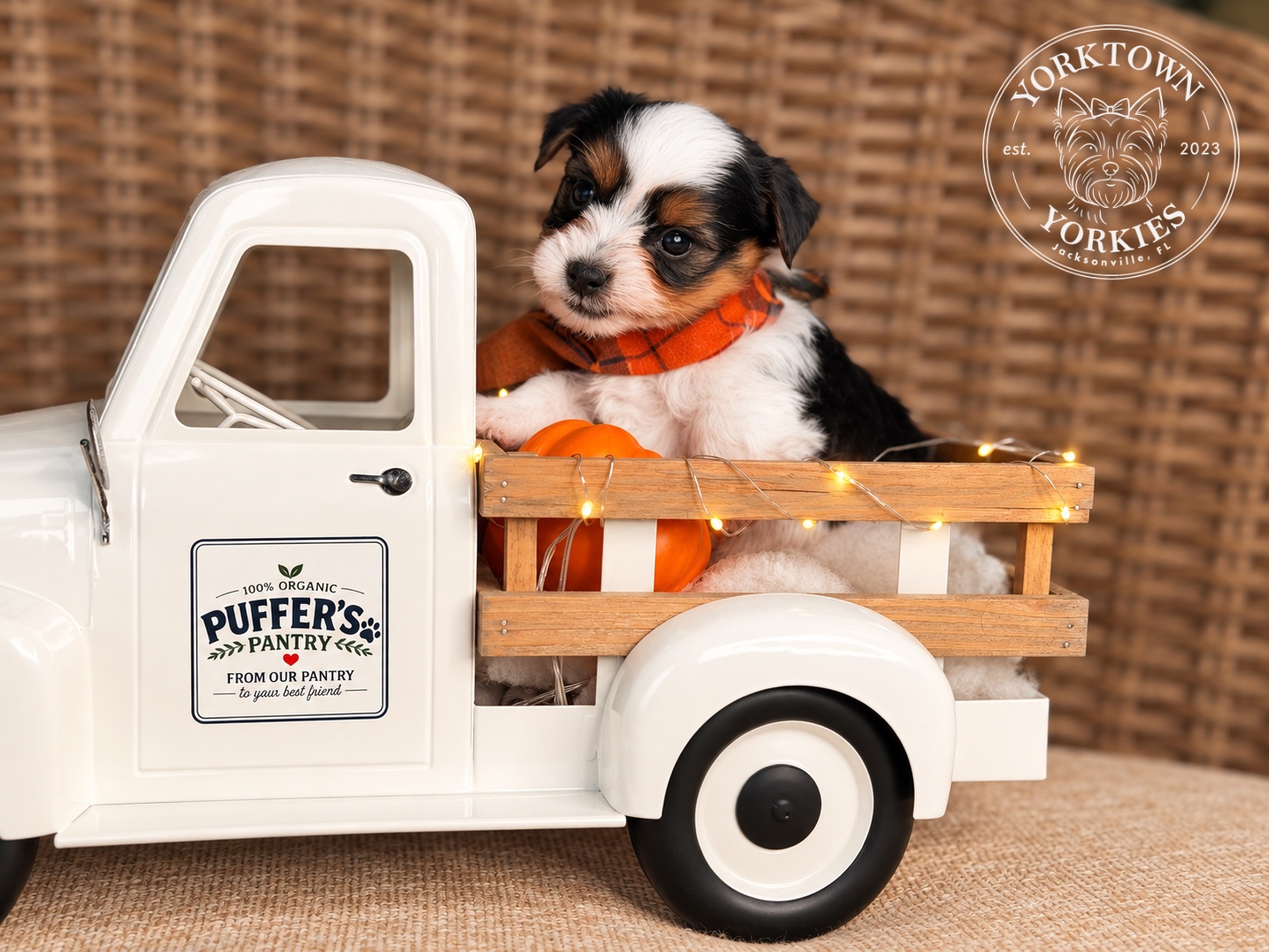 Lucky, black, white & tan parti Yorkshire Terrier puppy — photo 9 of 25