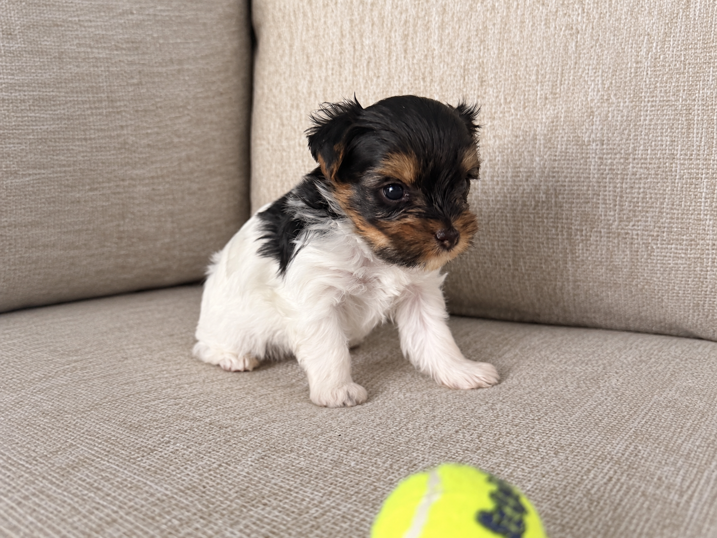 Oogie, a black & white parti Yorkshire Terrier puppy