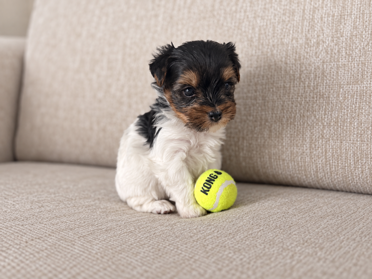 Oogie, black & white parti Yorkshire Terrier puppy — photo 3 of 9