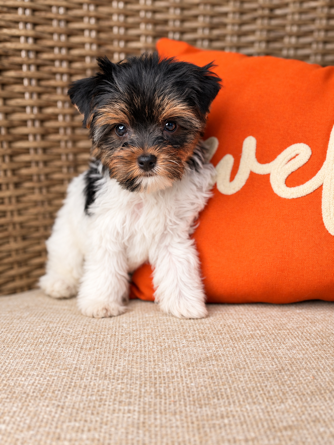 Oogie, black & white parti Yorkshire Terrier puppy — photo 4 of 23