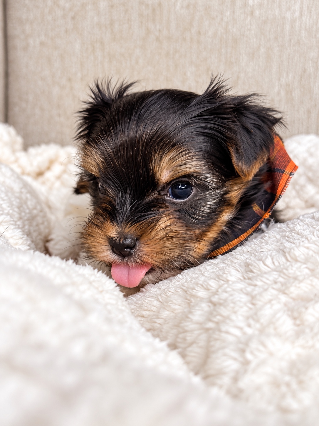 Oogie, black & white parti Yorkshire Terrier puppy — photo 11 of 23