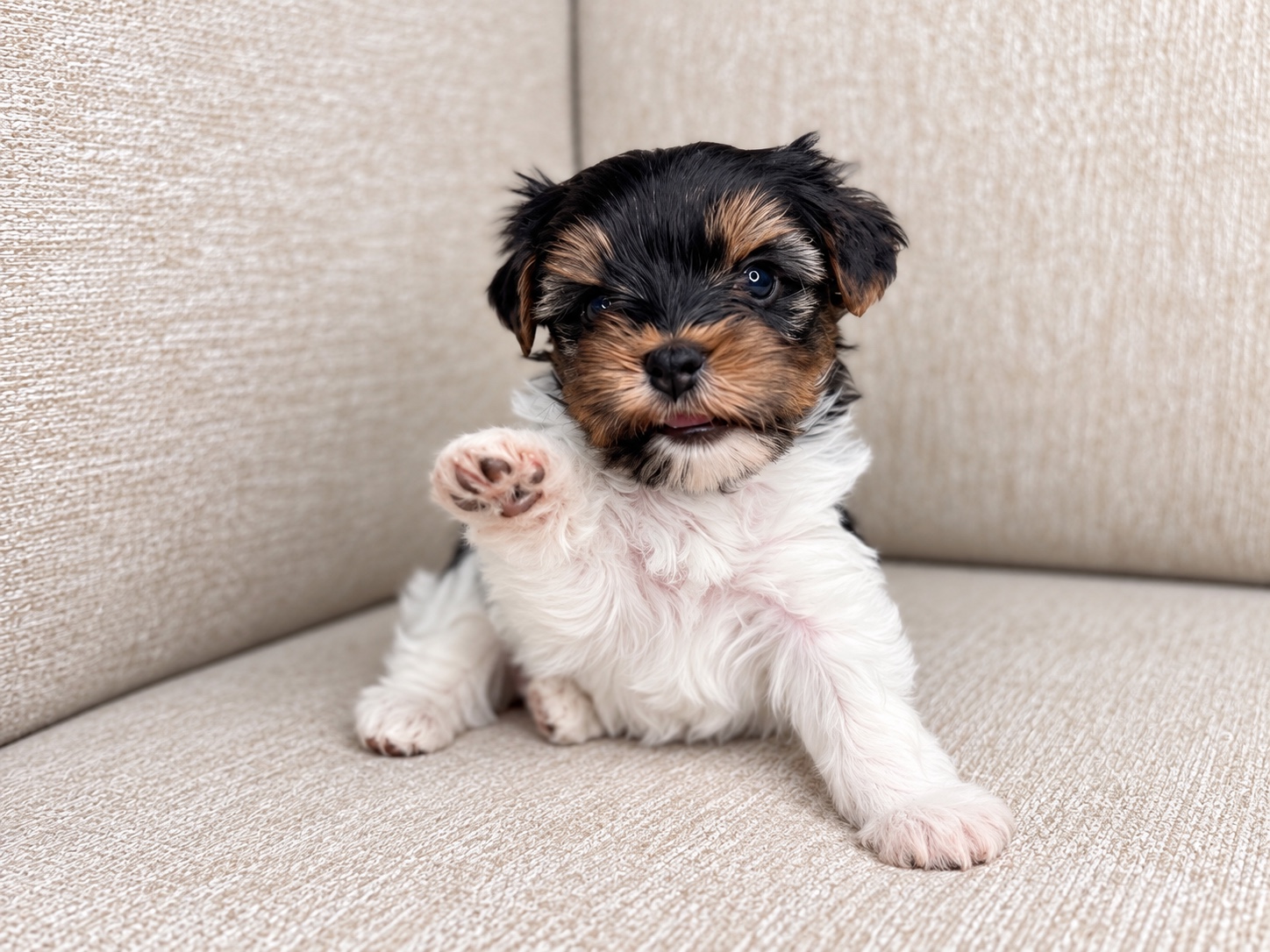 Oogie, black & white parti Yorkshire Terrier puppy — photo 13 of 23