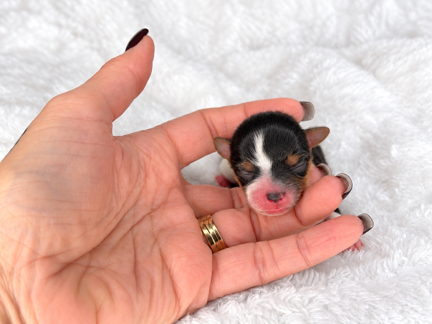Pebbles, tricolored parti yorkie Yorkshire Terrier puppy — photo 6 of 8