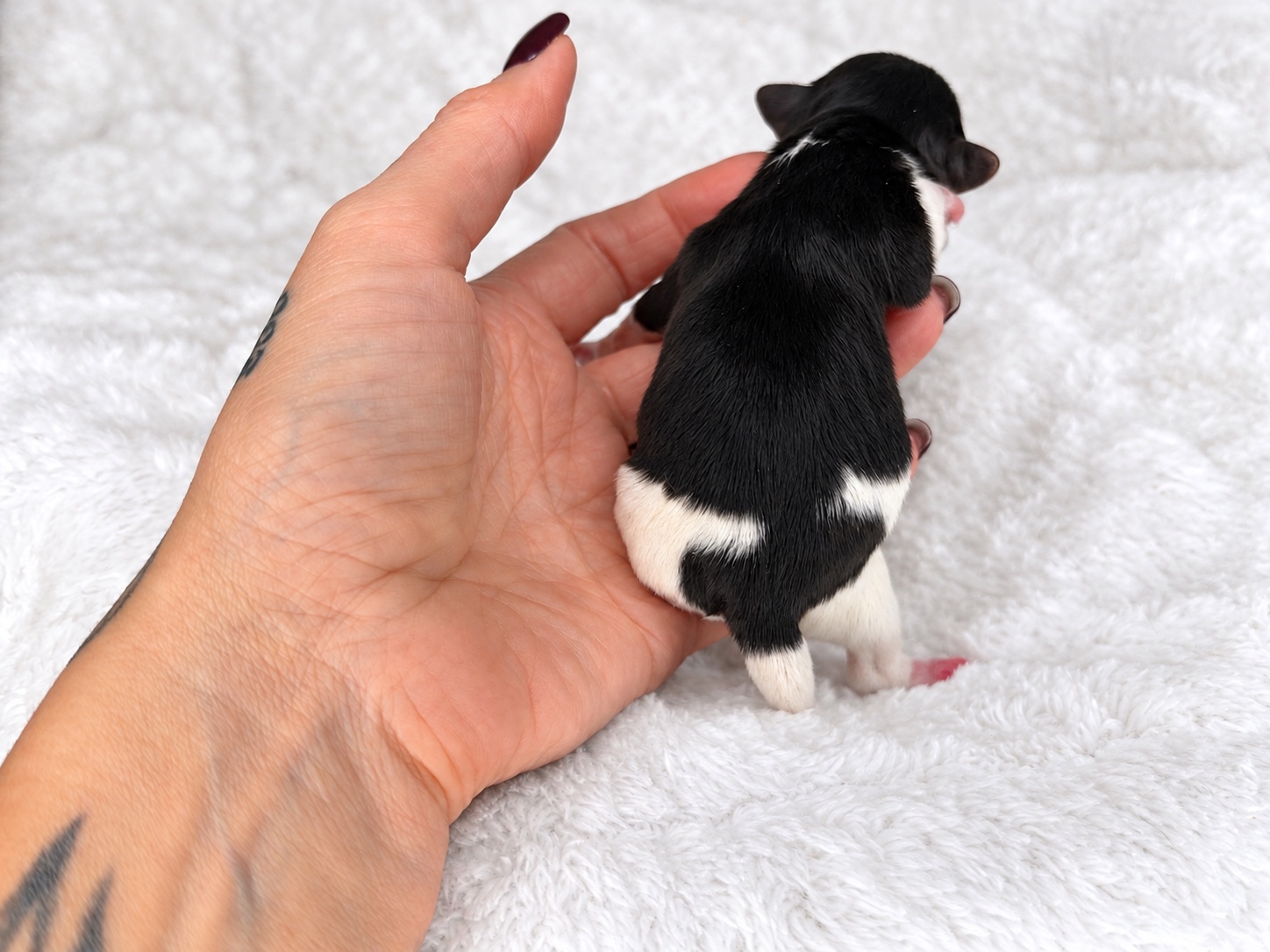 Pebbles, tricolored parti yorkie Yorkshire Terrier puppy — photo 8 of 8