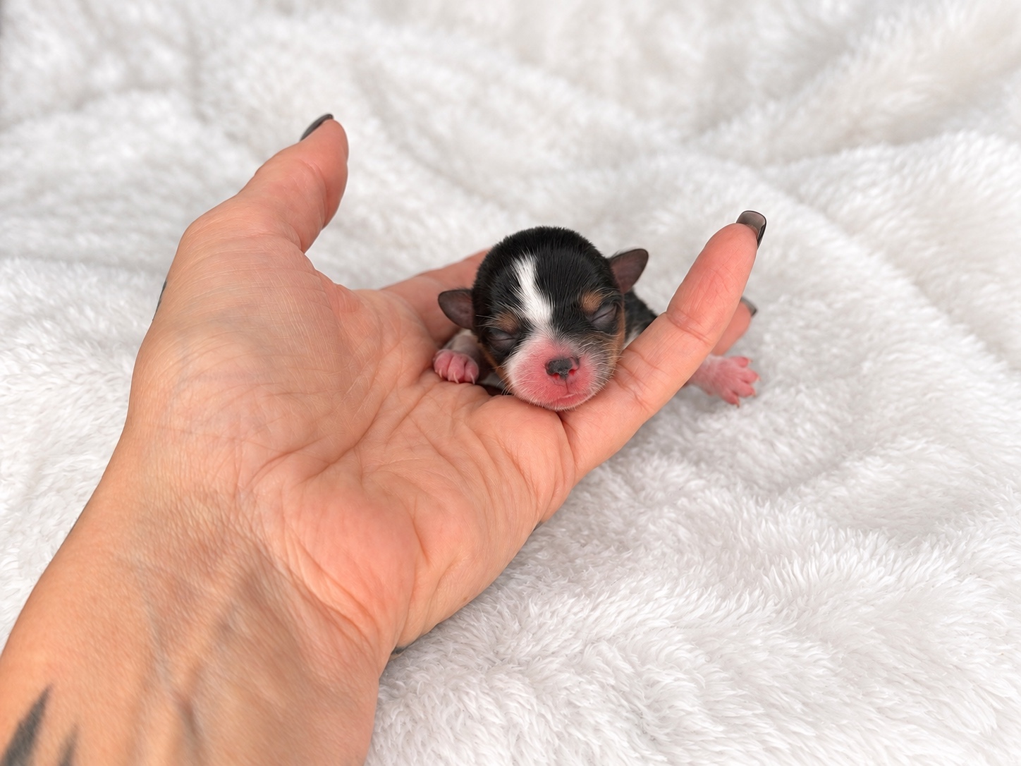 Pebbles, tricolored parti yorkie Yorkshire Terrier puppy — photo 7 of 8