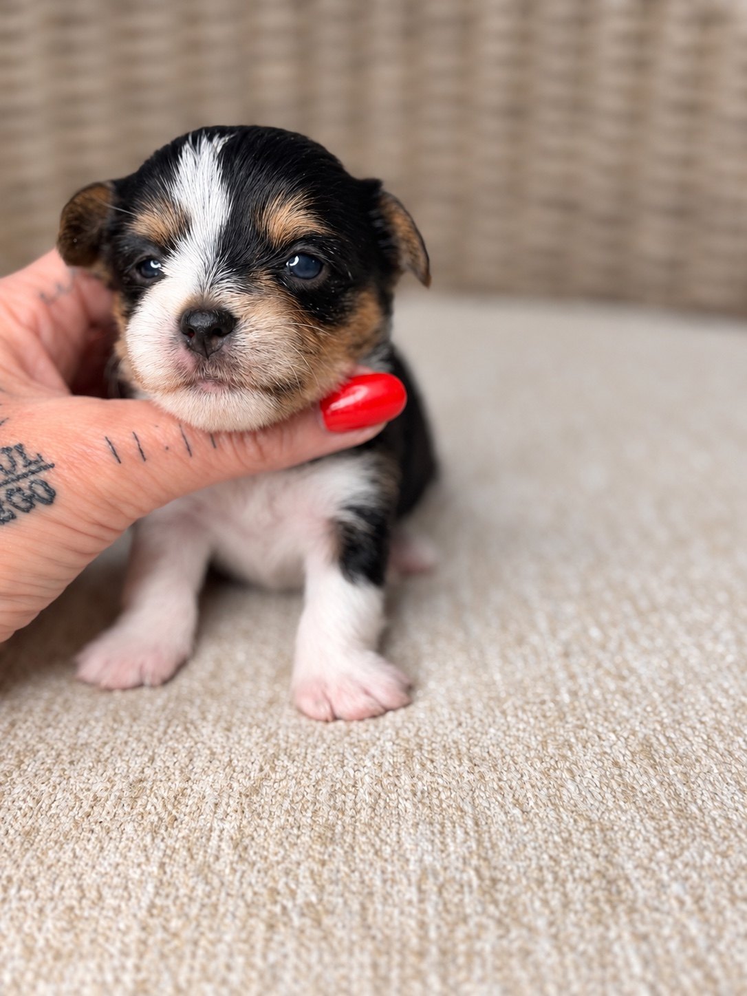 Pebbles, tricolored parti yorkie Yorkshire Terrier puppy — photo 2 of 8