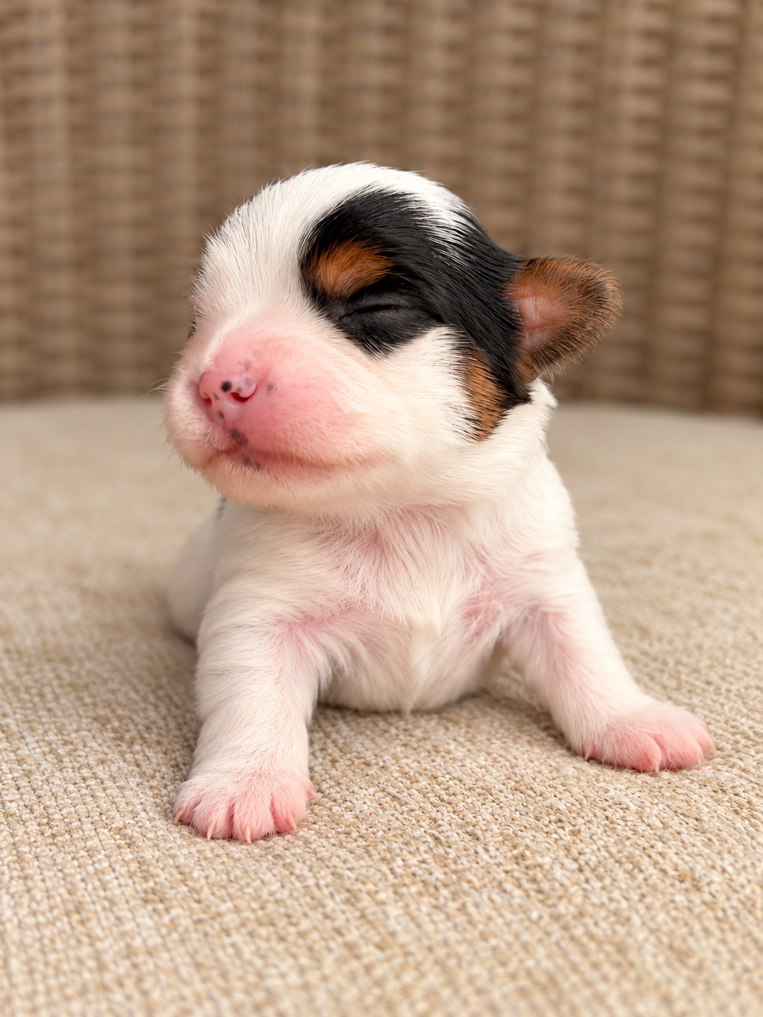 Benji, tricolored parti yorkie Yorkshire Terrier puppy — photo 2 of 7