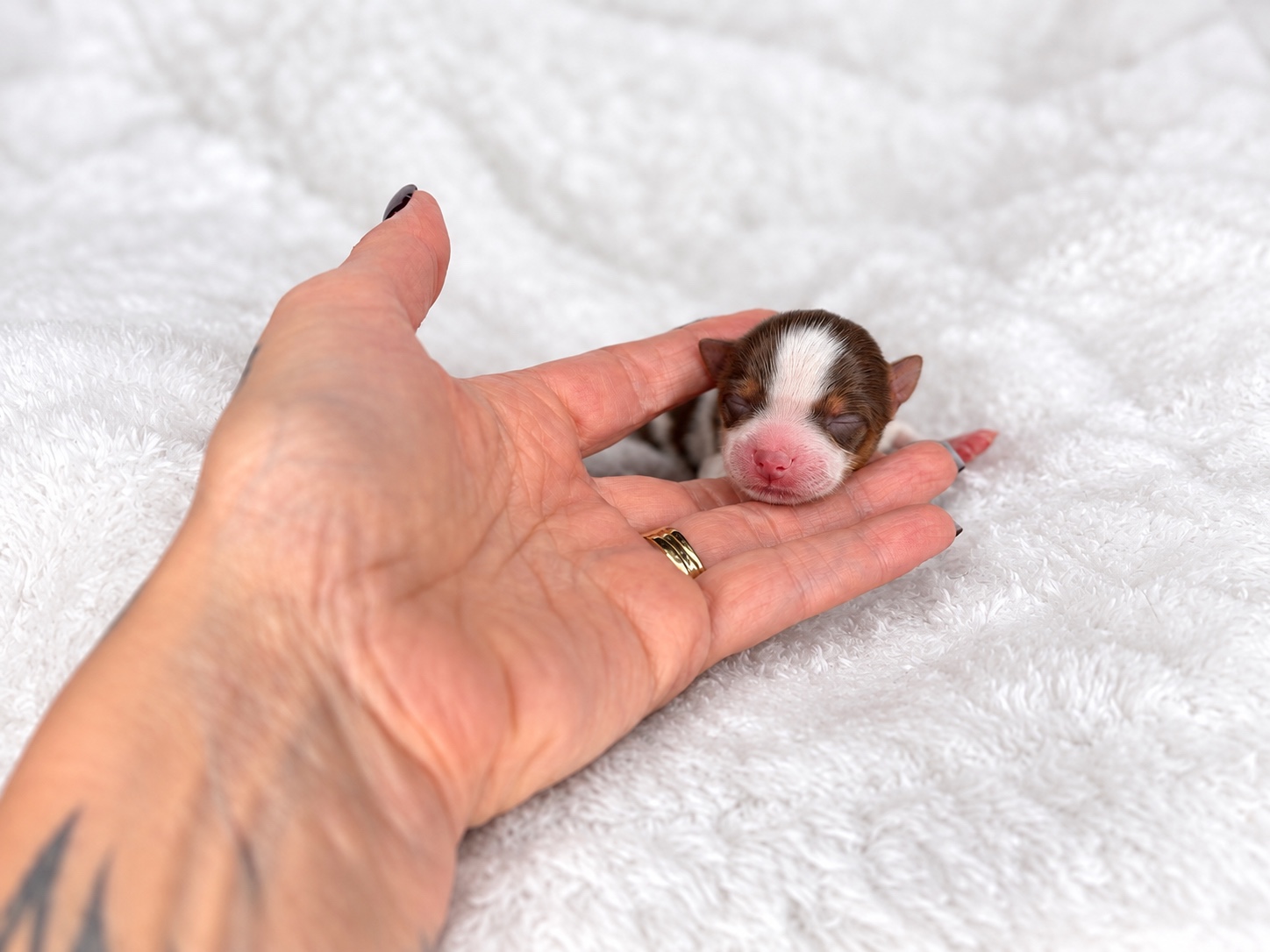 Copeland, chocolate parti yorkie Yorkshire Terrier puppy — photo 3 of 4