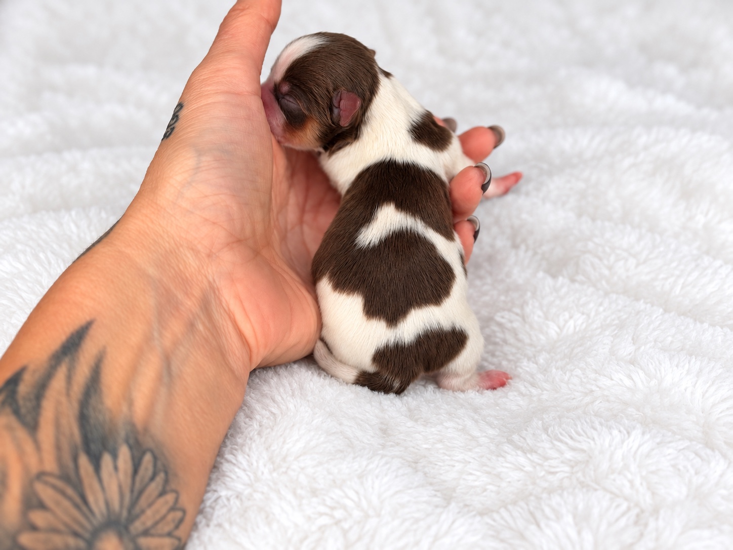 Copeland, chocolate parti yorkie Yorkshire Terrier puppy — photo 4 of 4