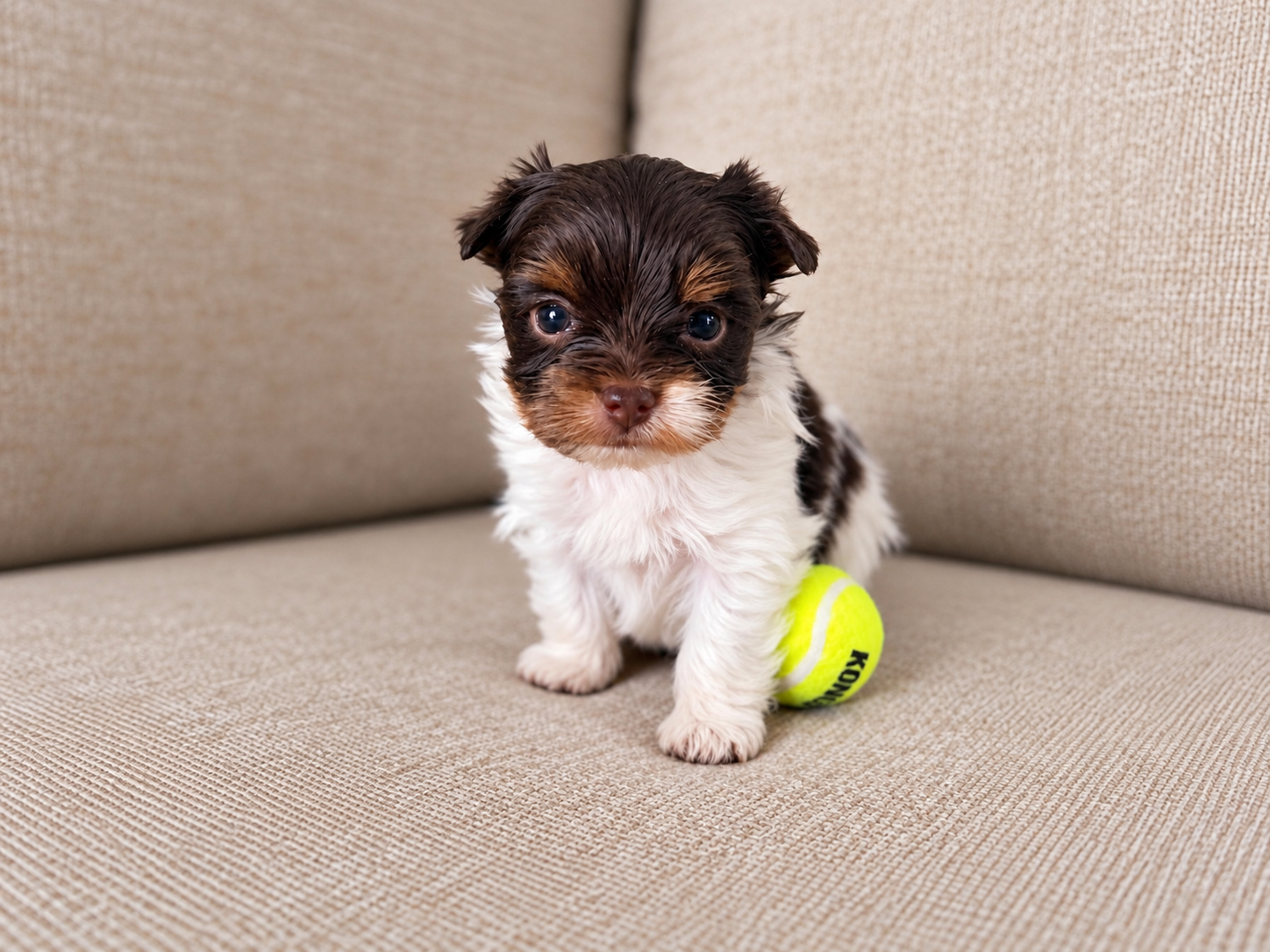 Pumpkin, a brown & white parti Yorkshire Terrier puppy