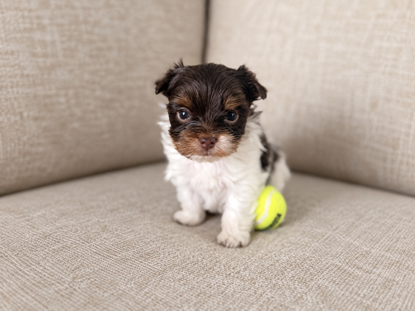 Pumpkin, brown & white parti Yorkshire Terrier puppy — photo 2 of 14