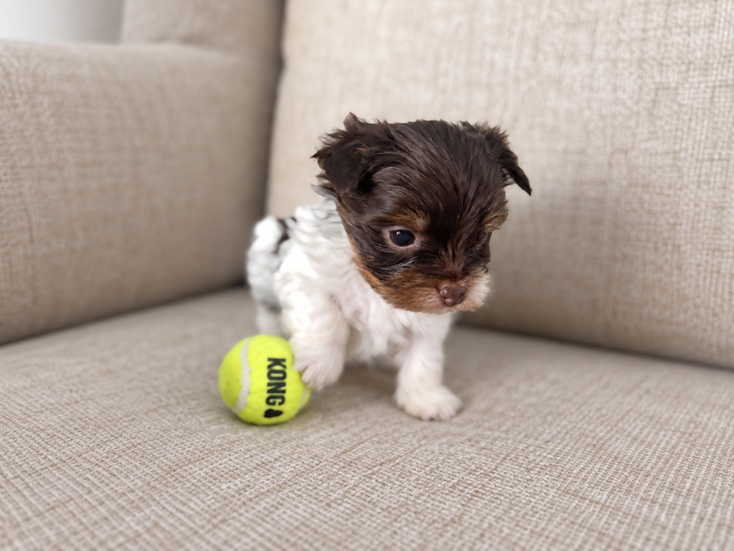 Pumpkin, brown & white parti Yorkshire Terrier puppy — photo 3 of 14