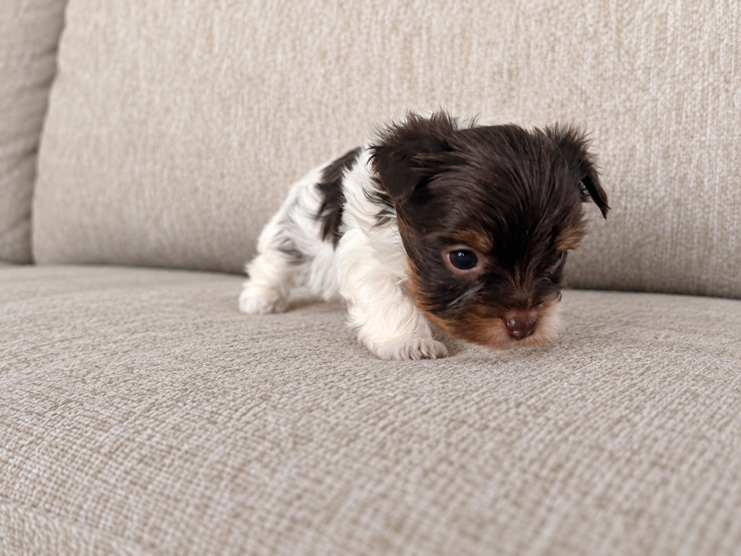 Pumpkin, brown & white parti Yorkshire Terrier puppy — photo 4 of 14