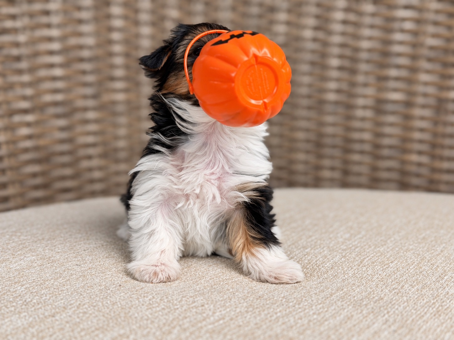 Sabrina, black, white & brown Yorkshire Terrier puppy — photo 8 of 23