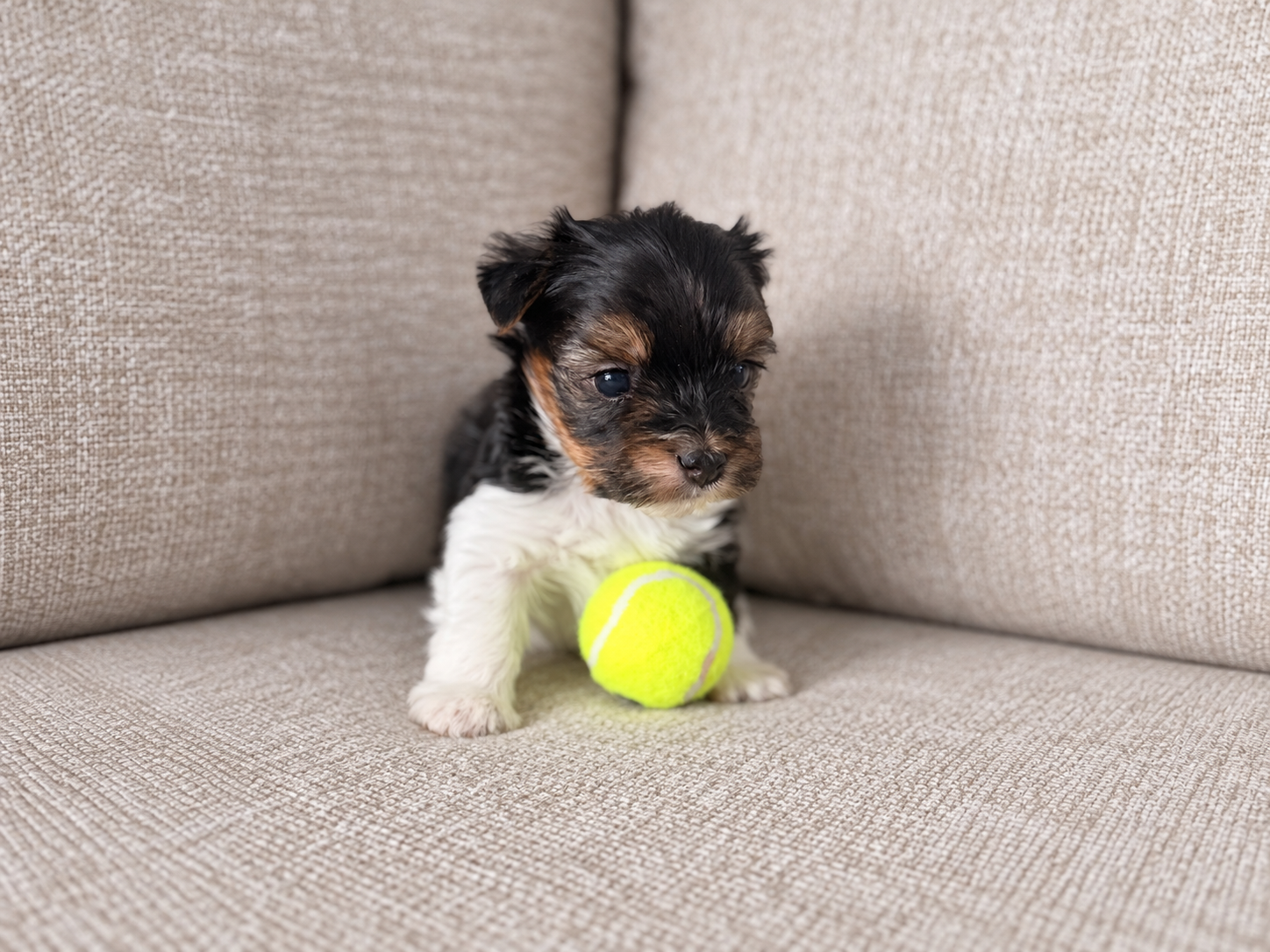 Sabrina, a black, white & brown Yorkshire Terrier puppy