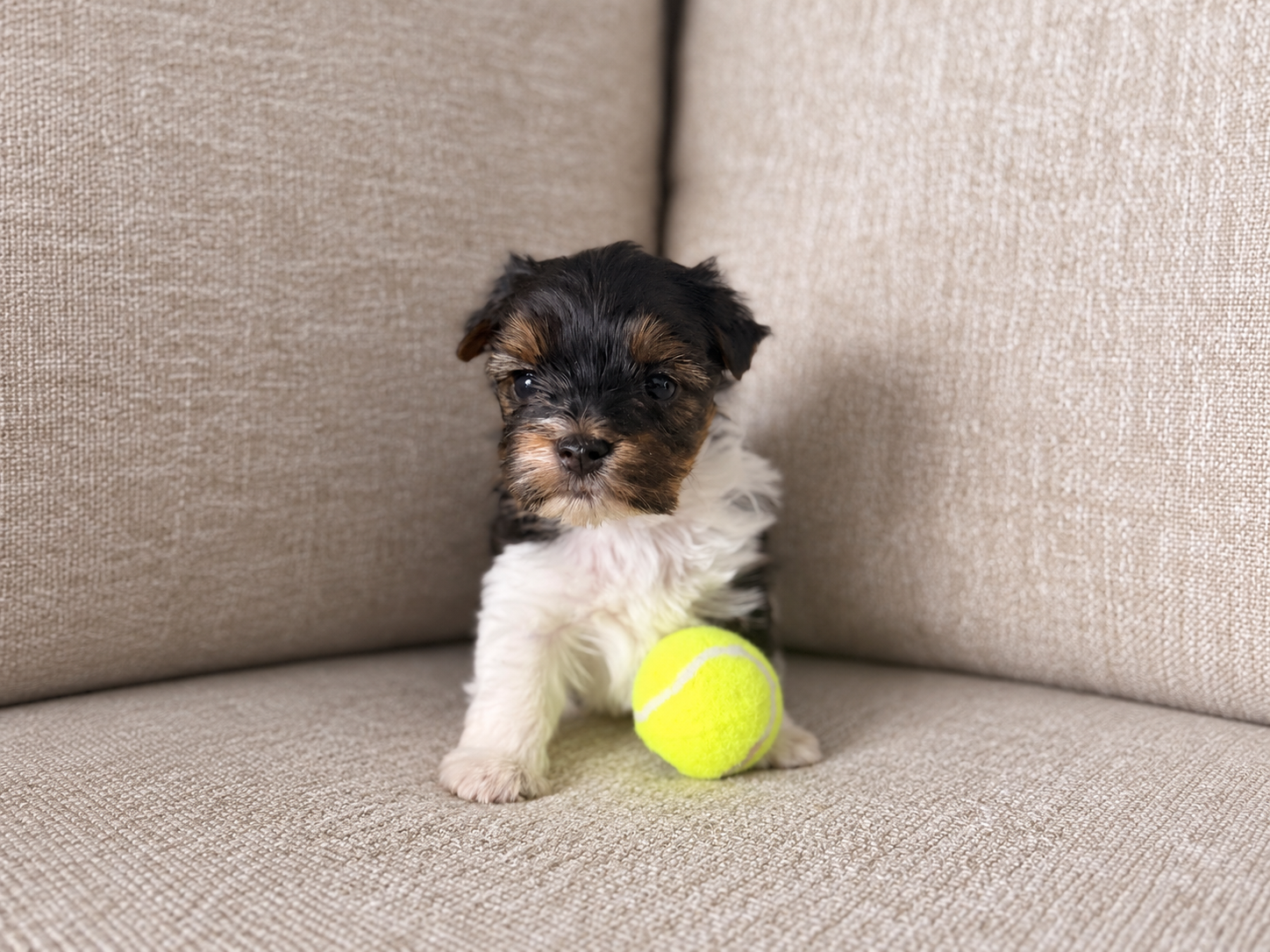 Sabrina, black, white & brown Yorkshire Terrier puppy — photo 2 of 9