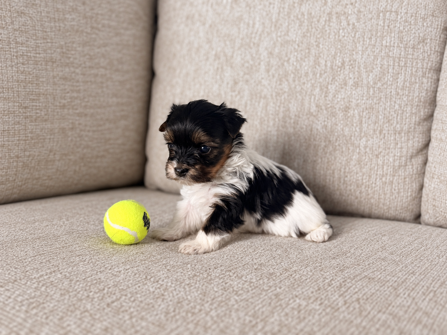 Sabrina, black, white & brown Yorkshire Terrier puppy — photo 3 of 9