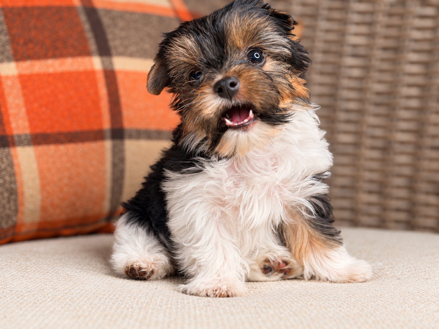 Sabrina, black, white & brown Yorkshire Terrier puppy — photo 5 of 23