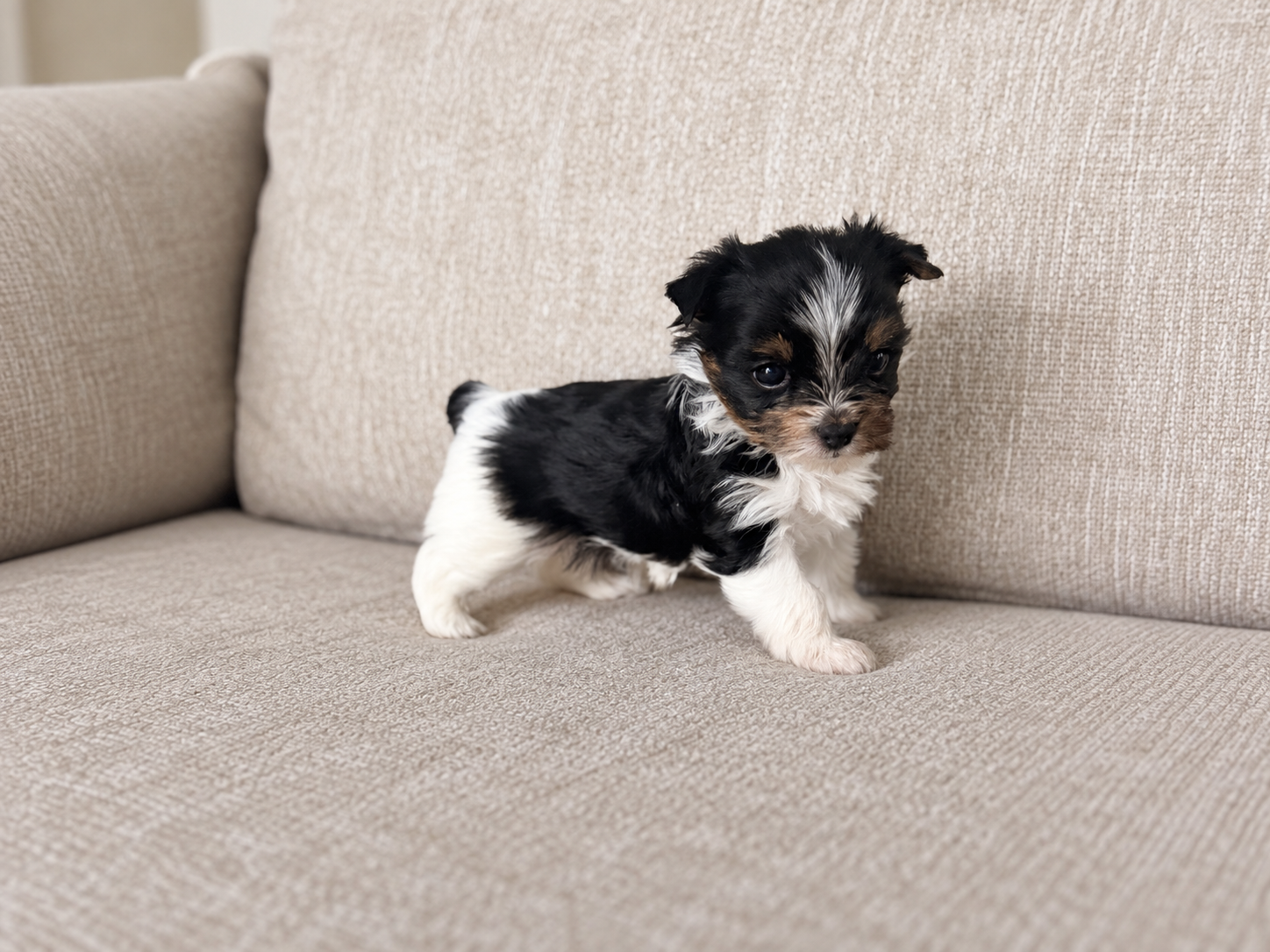 Wednesday, a black & white parti Yorkshire Terrier puppy