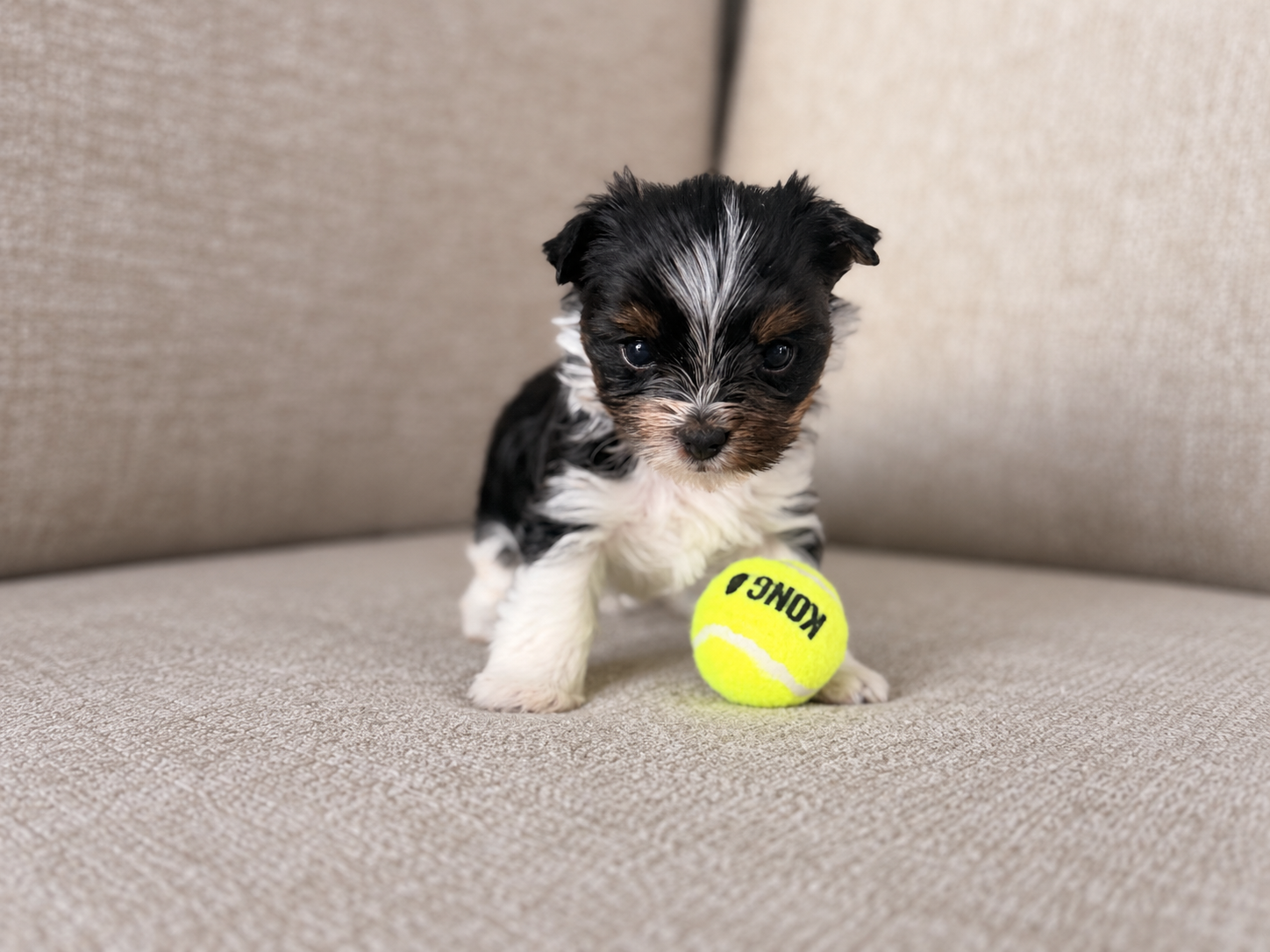 Wednesday, black & white parti Yorkshire Terrier puppy — photo 2 of 9